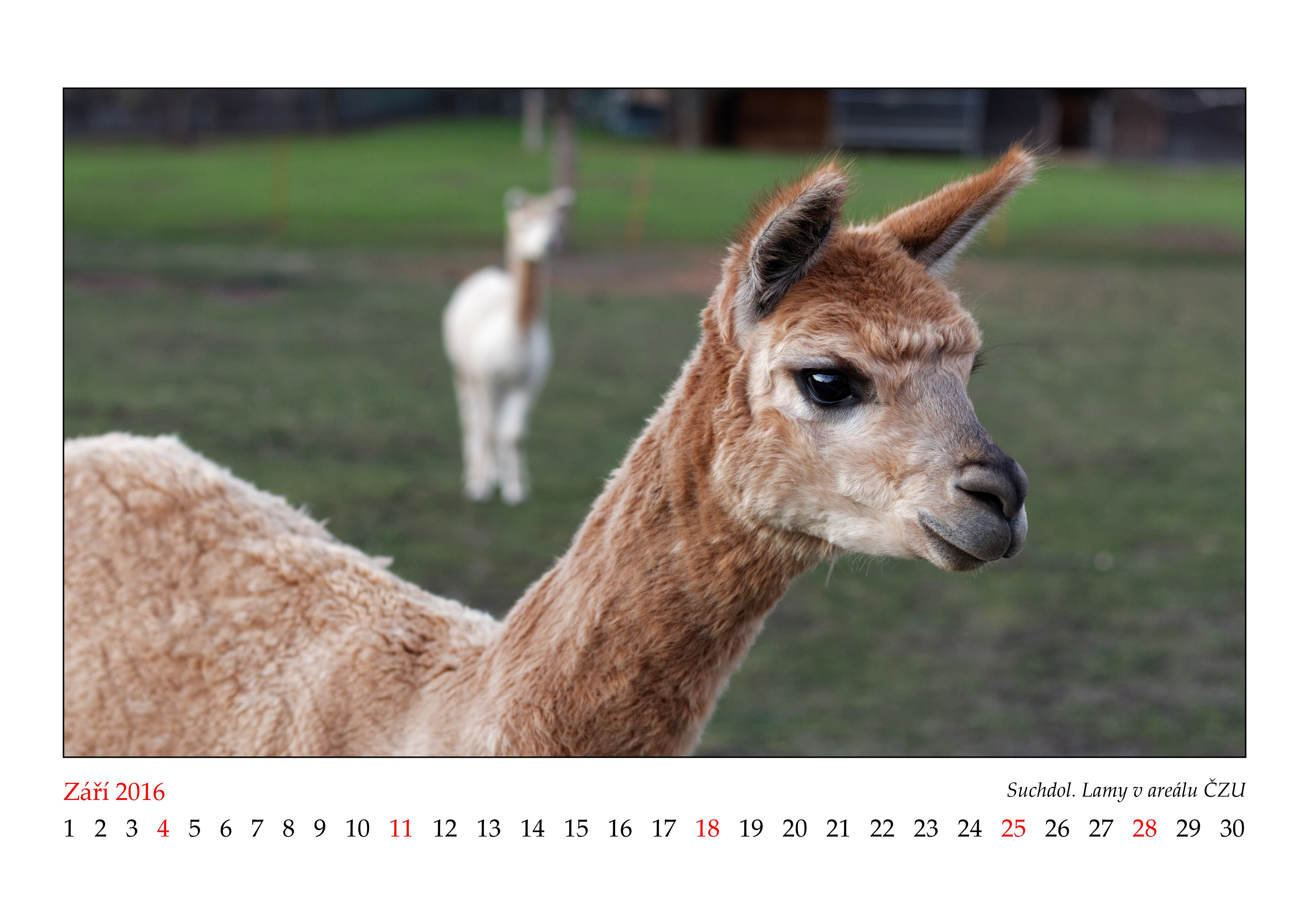 Album image copied from https://lh3.googleusercontent.com/-vpUSL438L6U/VnXKgg_huqI/AAAAAAAB_08/363eu_0lg6w7Oq0PFaoXcqCJ7SQl429PgCJoC/w3508-h2480/2016_09.JPG