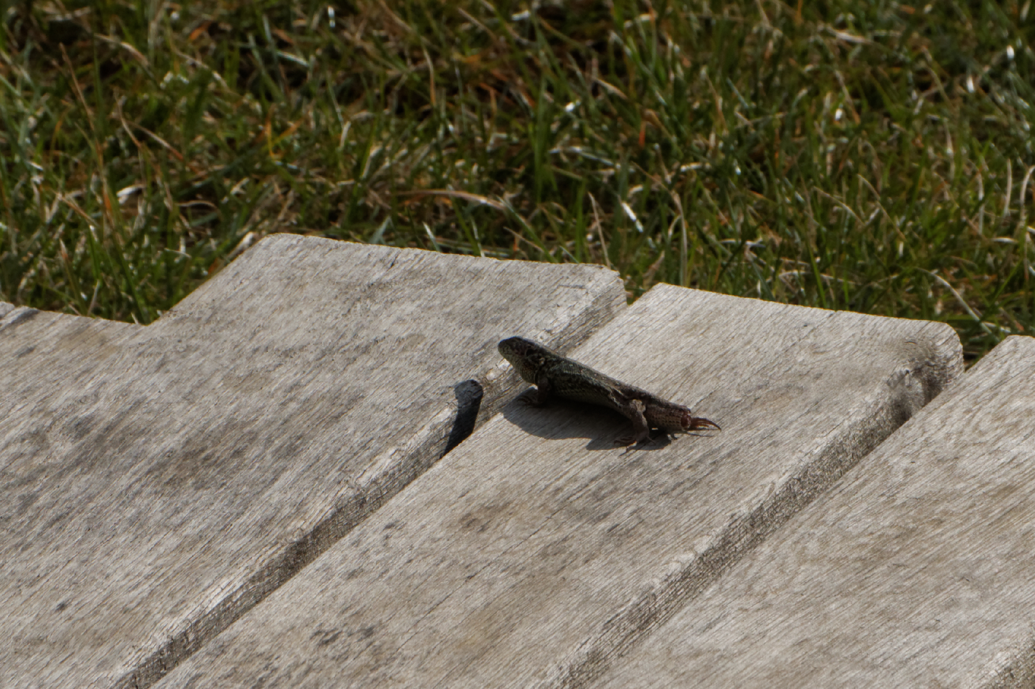 Album image copied from https://lh3.googleusercontent.com/-AUGqBcJ6yKg/VRcgQ1hVhHI/AAAAAAAAfcE/5qsU8zv8viI1a8zg8NeUstAcWhN5juYAwCLABGAYYCw/s0-U-I/IMG_1159_DxO_web.jpg