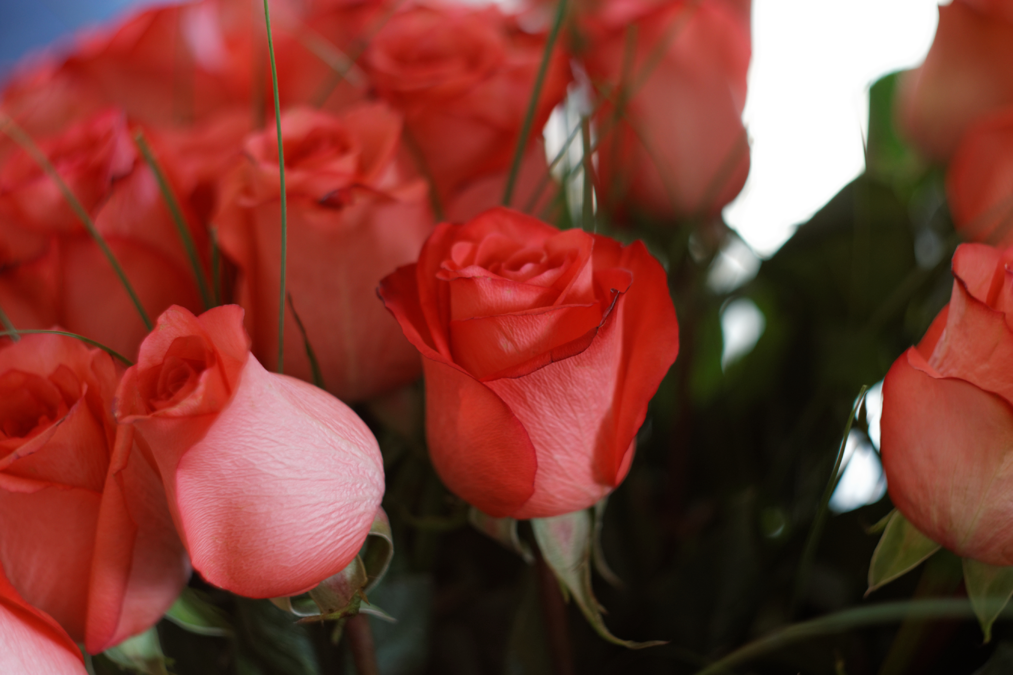 Album image copied from https://lh3.googleusercontent.com/-vp12nS5Duig/VRci0U_d0uI/AAAAAAAAfis/bS0wK1nY9jo-3Eu28sHquD8eQNCDAmvMACLABGAYYCw/s0-U-I/IMG_1228_DxO_web.jpg