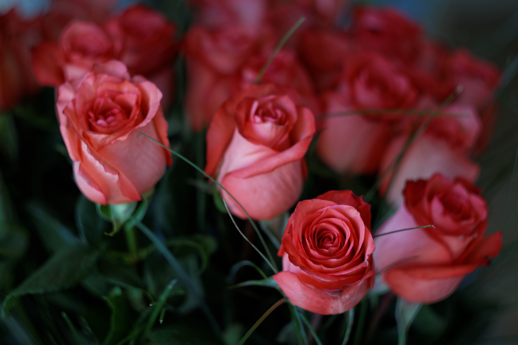 Album image copied from https://lh3.googleusercontent.com/-qSsvhMHjTz4/VRcjC9vpR-I/AAAAAAAAfjY/Ik8ymzjRA_85XFSGesTbcKYLlfDqNth1QCLABGAYYCw/s0-U-I/IMG_1237_DxO_web.jpg