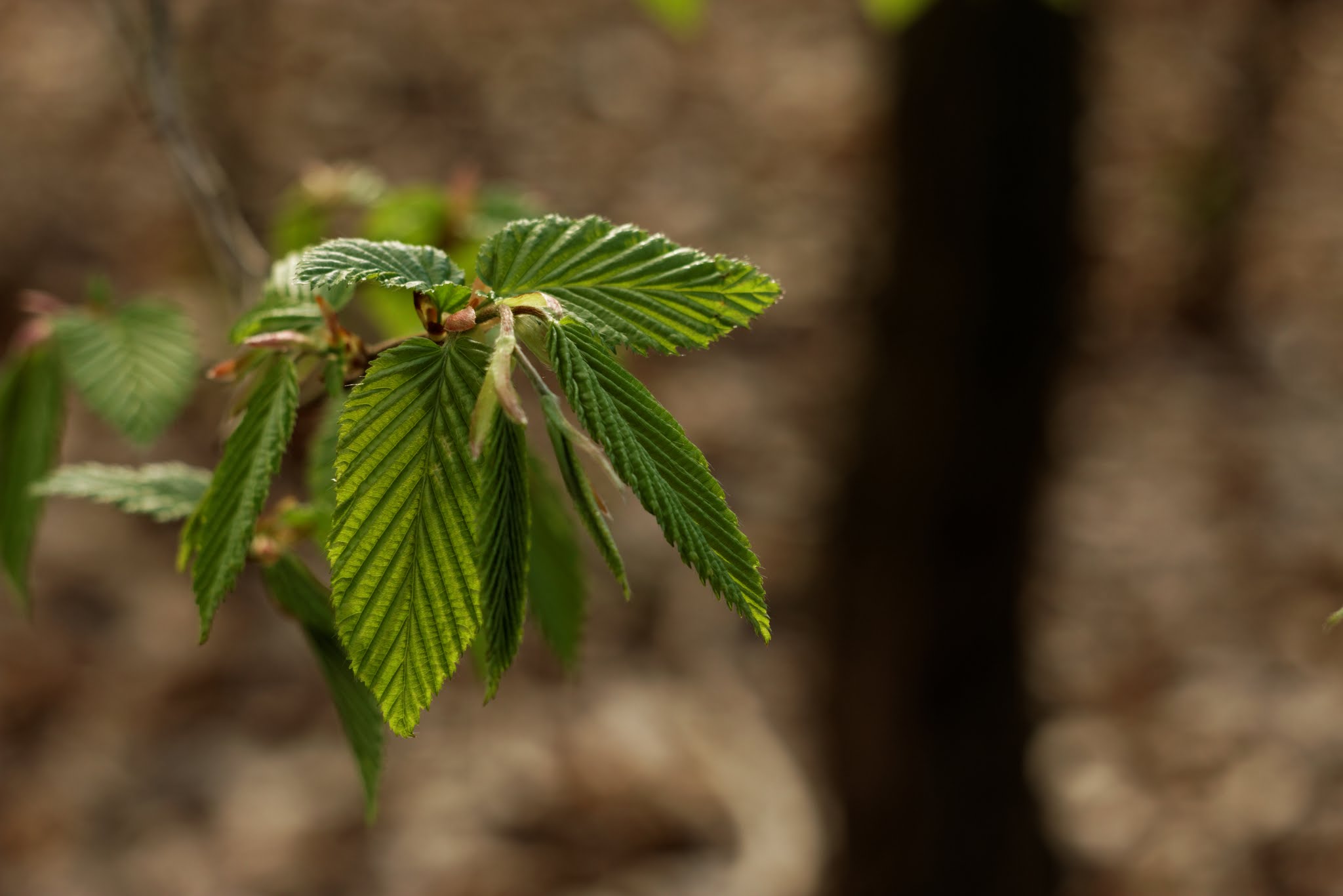 Album image copied from https://lh3.googleusercontent.com/-VZPW-R4wCrw/VTnp3XjgY5I/AAAAAAAAg6Q/mTip00uXWUEM32cF_N4zTXUJgsrqDY2uwCLABGAYYCw/s0-U-I/IMG_1866_DxO.jpg