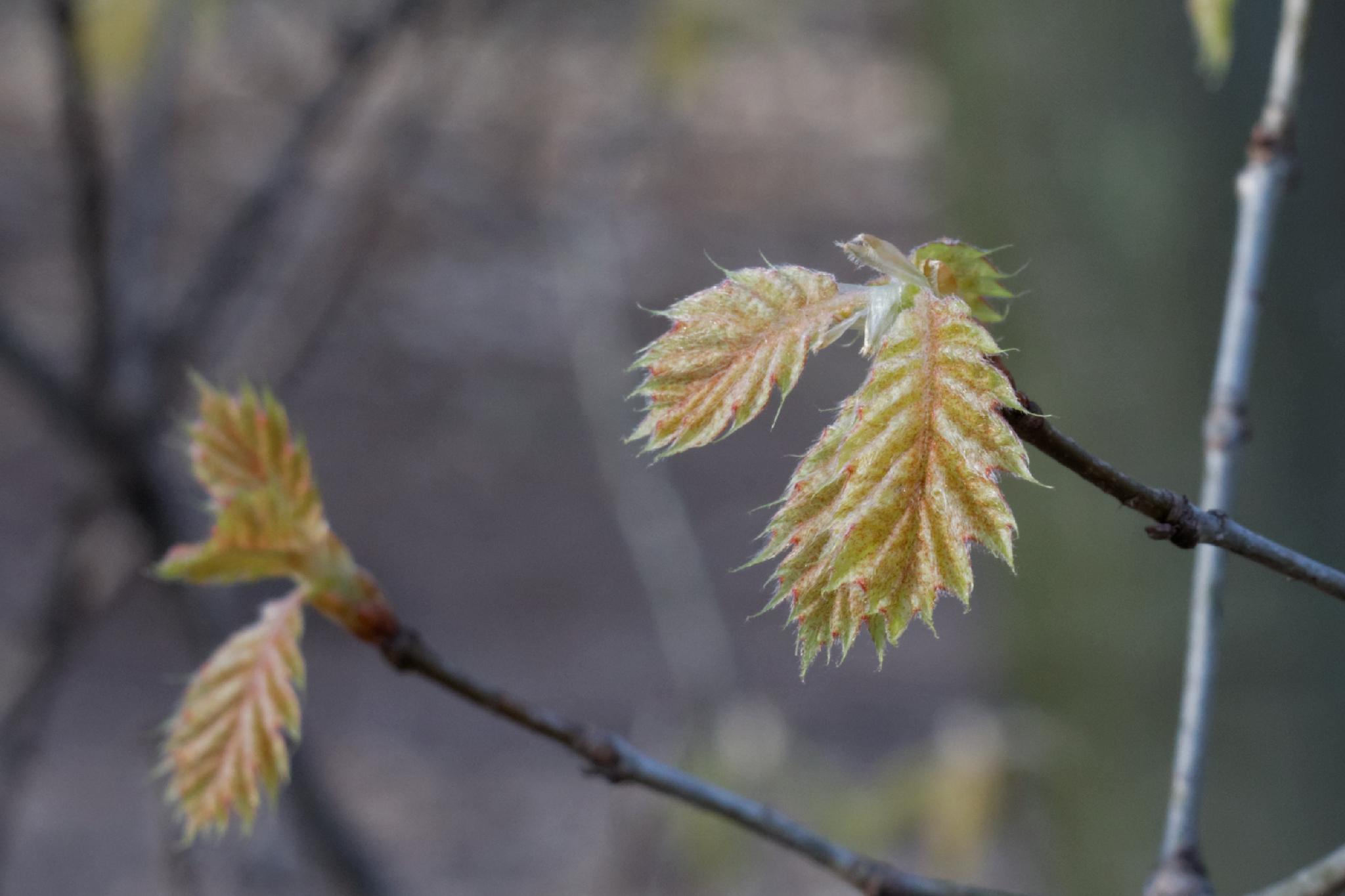 Album image copied from https://lh3.googleusercontent.com/-icwRCjs-dGk/VTX7rGqLYXI/AAAAAAAAgio/wwvxYV-SyWkempmYOcuv6HzvSfib8jwBwCLABGAYYCw/s0-U-I/IMG_1868_DxO_web.jpg