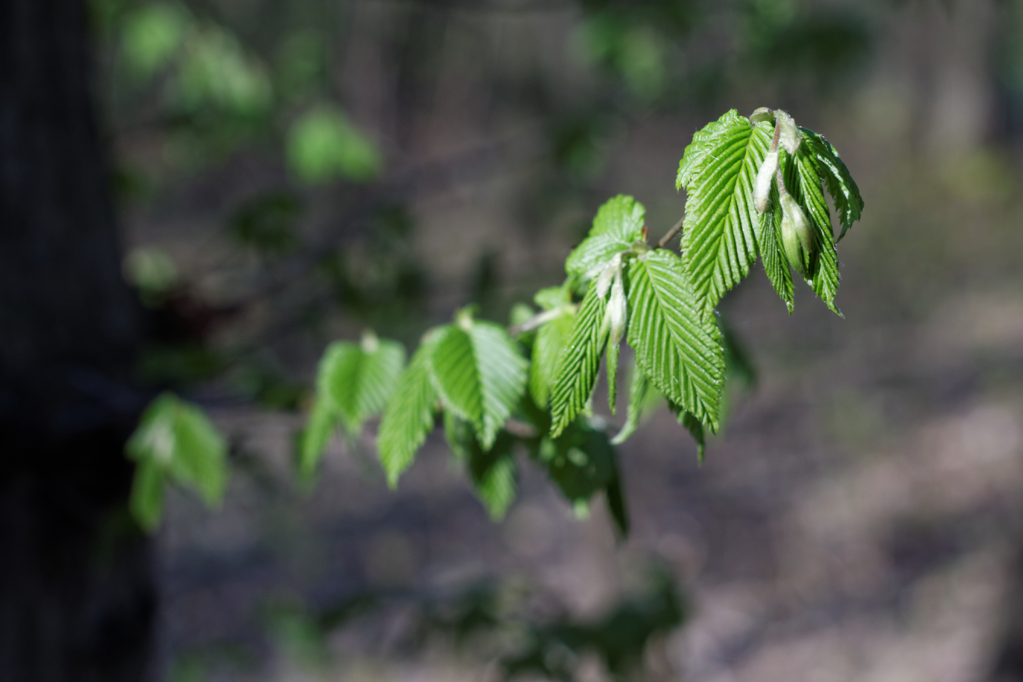 Album image copied from https://lh3.googleusercontent.com/-Q2HwdH50rck/VTX7zotmMLI/AAAAAAACfkE/Hyg3cZfdPSIpBBdGEAVhubtwQTN60GGrgCLABGAYYCw/s0-U-I/IMG_1873_DxO_web.jpg