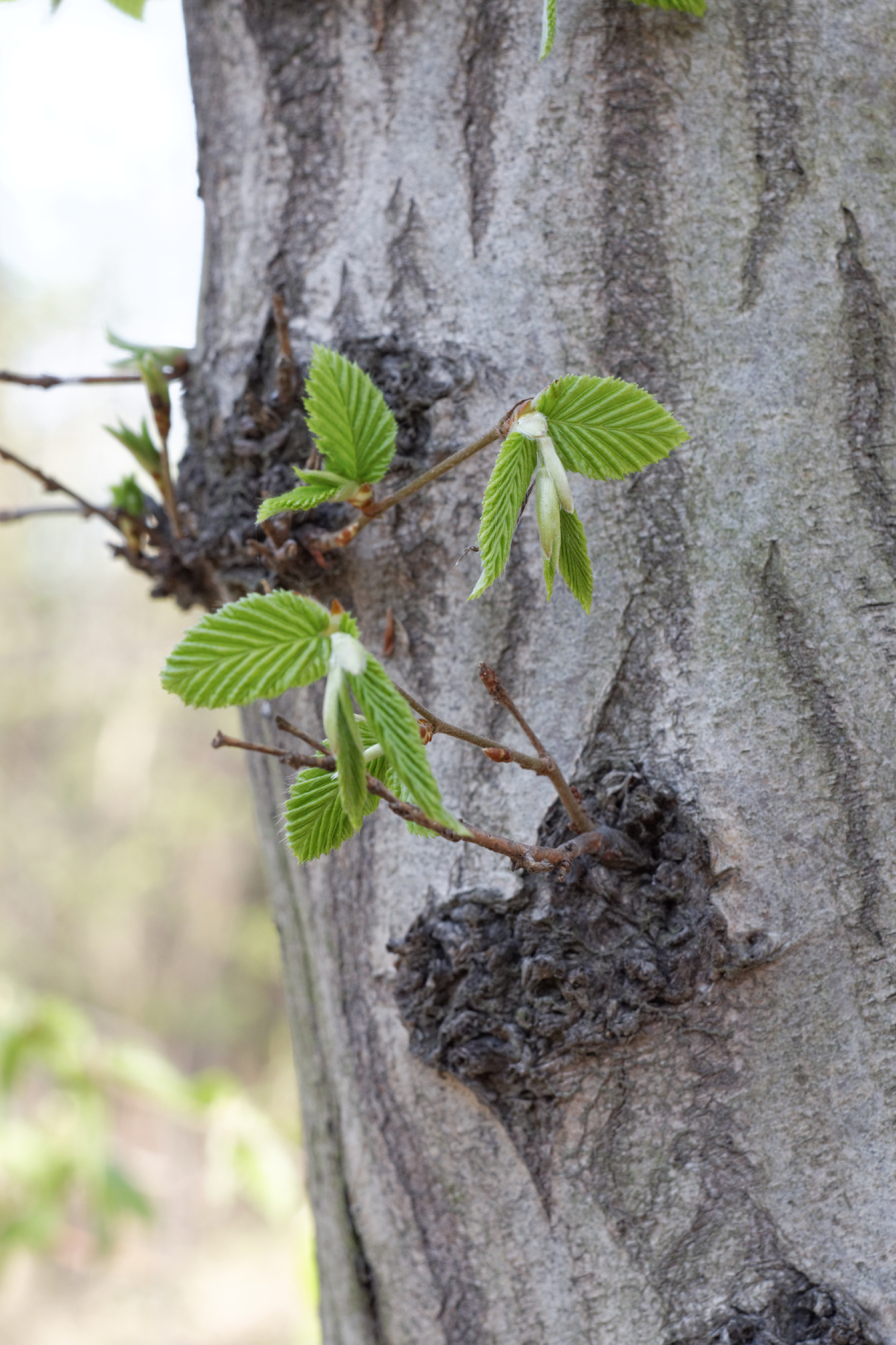 Album image copied from https://lh3.googleusercontent.com/-hzWkAL-M1hg/VTX76IVxyDI/AAAAAAAAgY4/Xi2AYsyemxoRw72Hn80XkG8sZOy9oWiaACLABGAYYCw/s0-U-I/IMG_1876_DxO_web.jpg