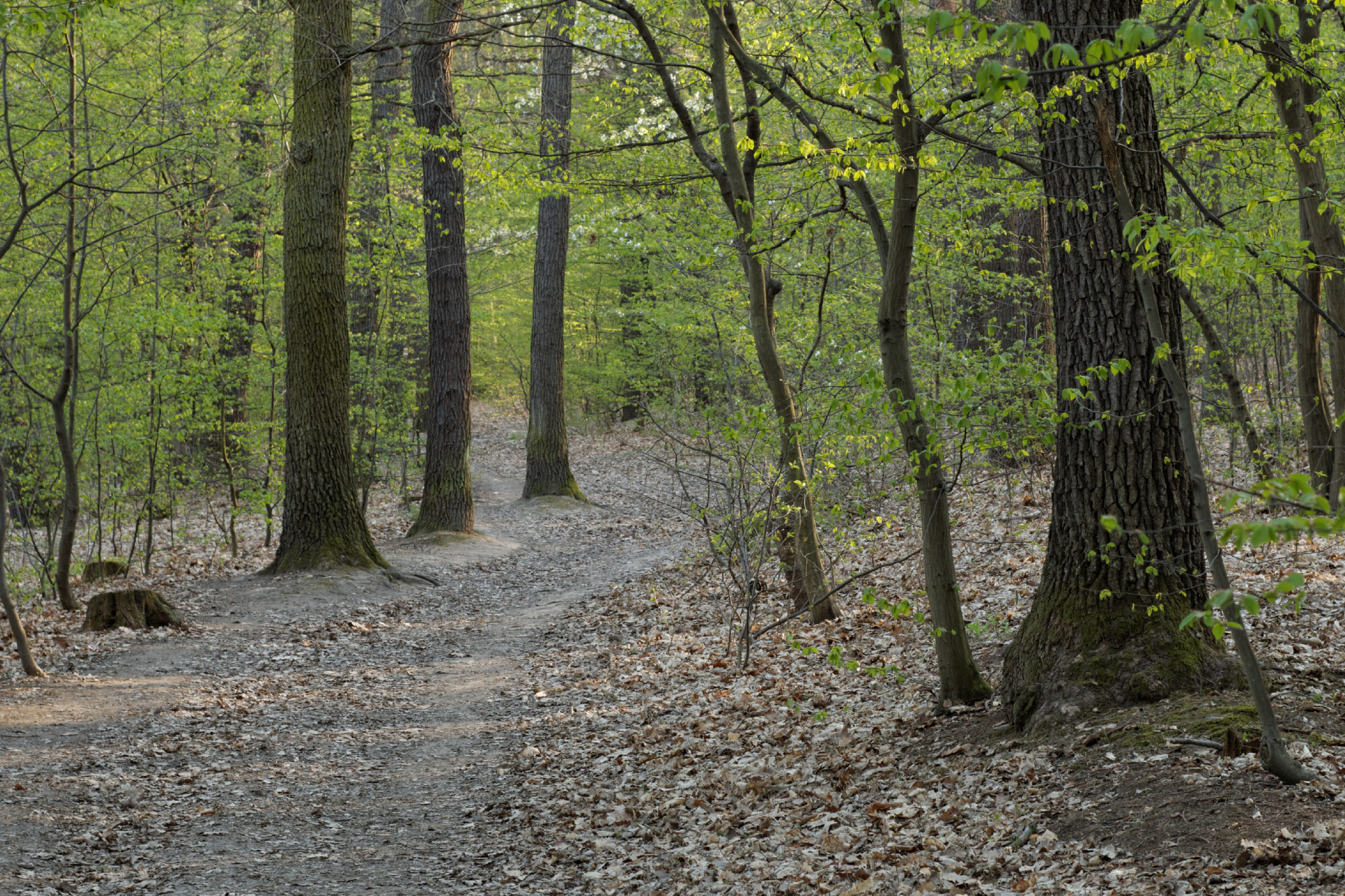 Album image copied from https://lh3.googleusercontent.com/-rwTFvRVHWMs/VTX8Kq16iEI/AAAAAAAAgjI/t4ZkCzpILzQxwGnqW0_rbgOVH8aY8-0lgCLABGAYYCw/s0-U-I/IMG_1880_DxO_web.jpg