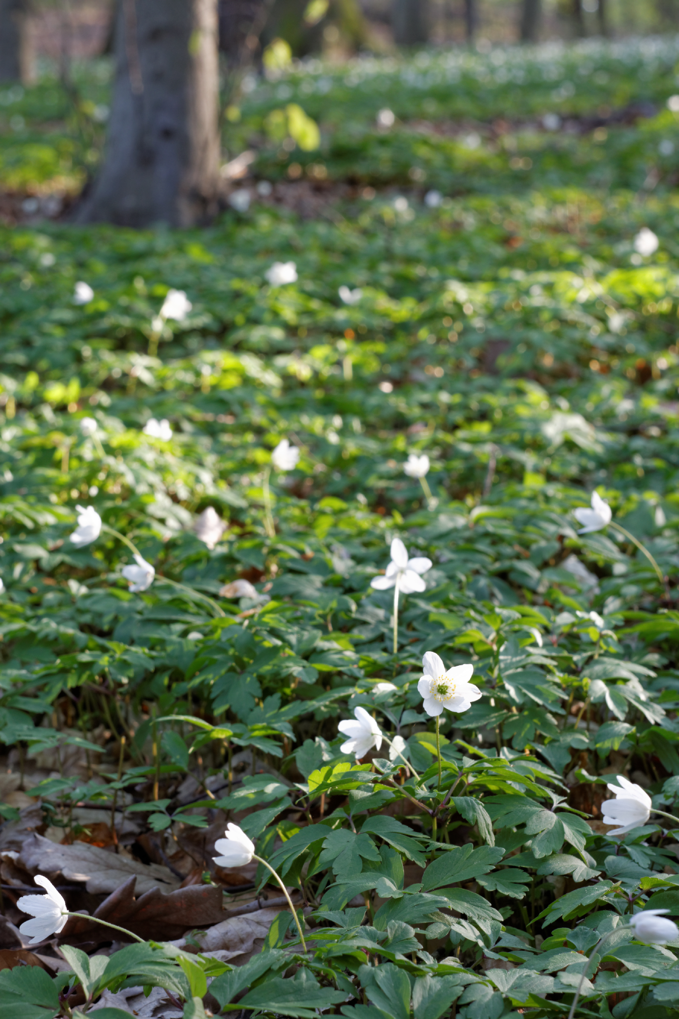 Album image copied from https://lh3.googleusercontent.com/-trAu9qQim_4/VTX8OVEtDvI/AAAAAAAAgZY/fAHJOutDpLIe3ip0Me9YwpGBtpr9LE2uQCLABGAYYCw/s0-U-I/IMG_1884_DxO_web.jpg