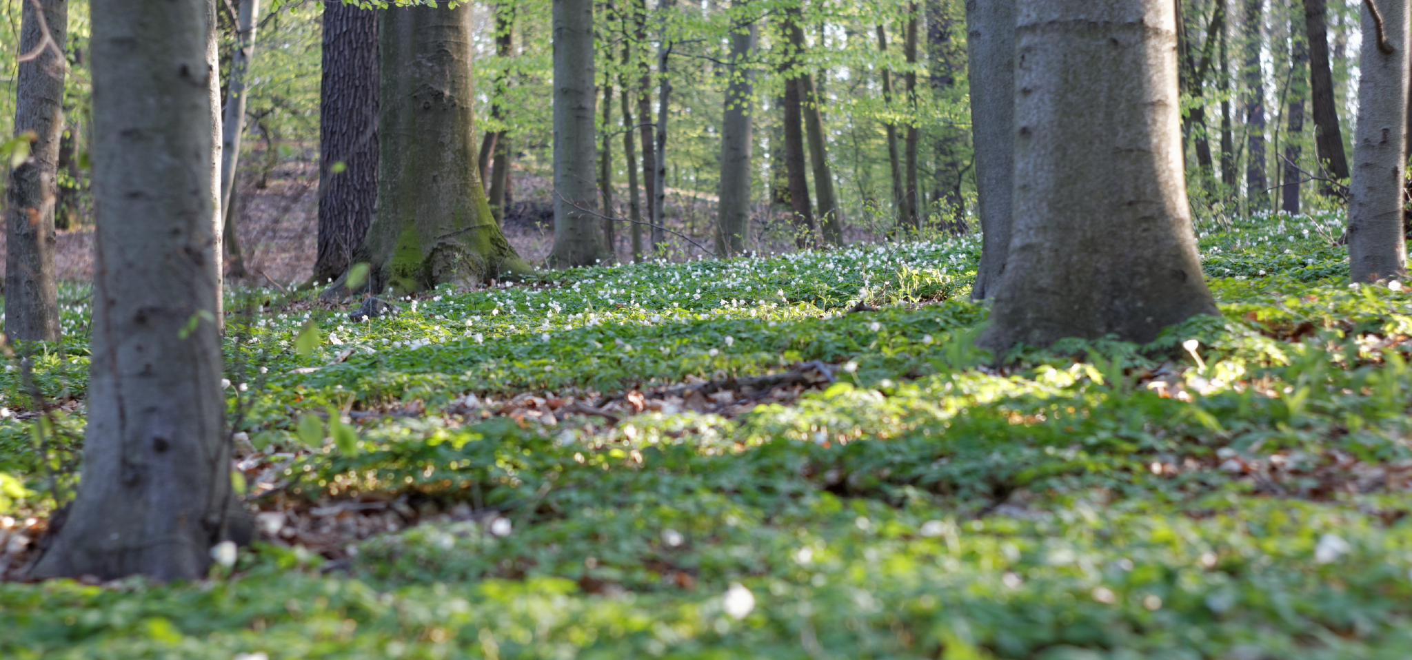 Album image copied from https://lh3.googleusercontent.com/-_qtJZAJ4Pxo/VTX8c7lY04I/AAAAAAAAhqA/G3Dsg0AueFESmnjOMY1gZ7VU-0VMNvVuACLABGAYYCw/s0-U-I/IMG_1891_DxO_web.jpg