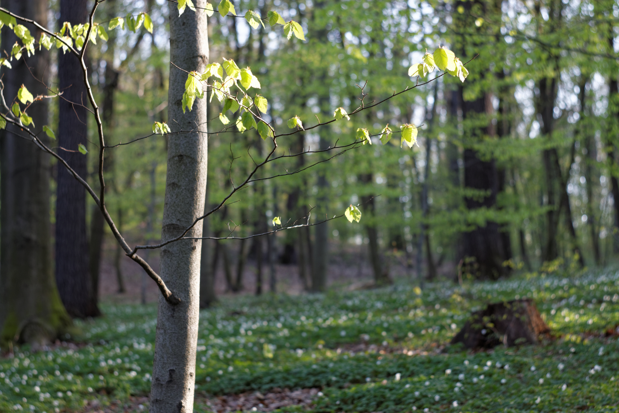 Album image copied from https://lh3.googleusercontent.com/-w1AVBxB5UHc/VTX8ySyfgiI/AAAAAAAAgag/ZSlDkLDUl20-OIUR-_lGs7SIiQ13fT7jQCLABGAYYCw/s0-U-I/IMG_1901_DxO_web.jpg