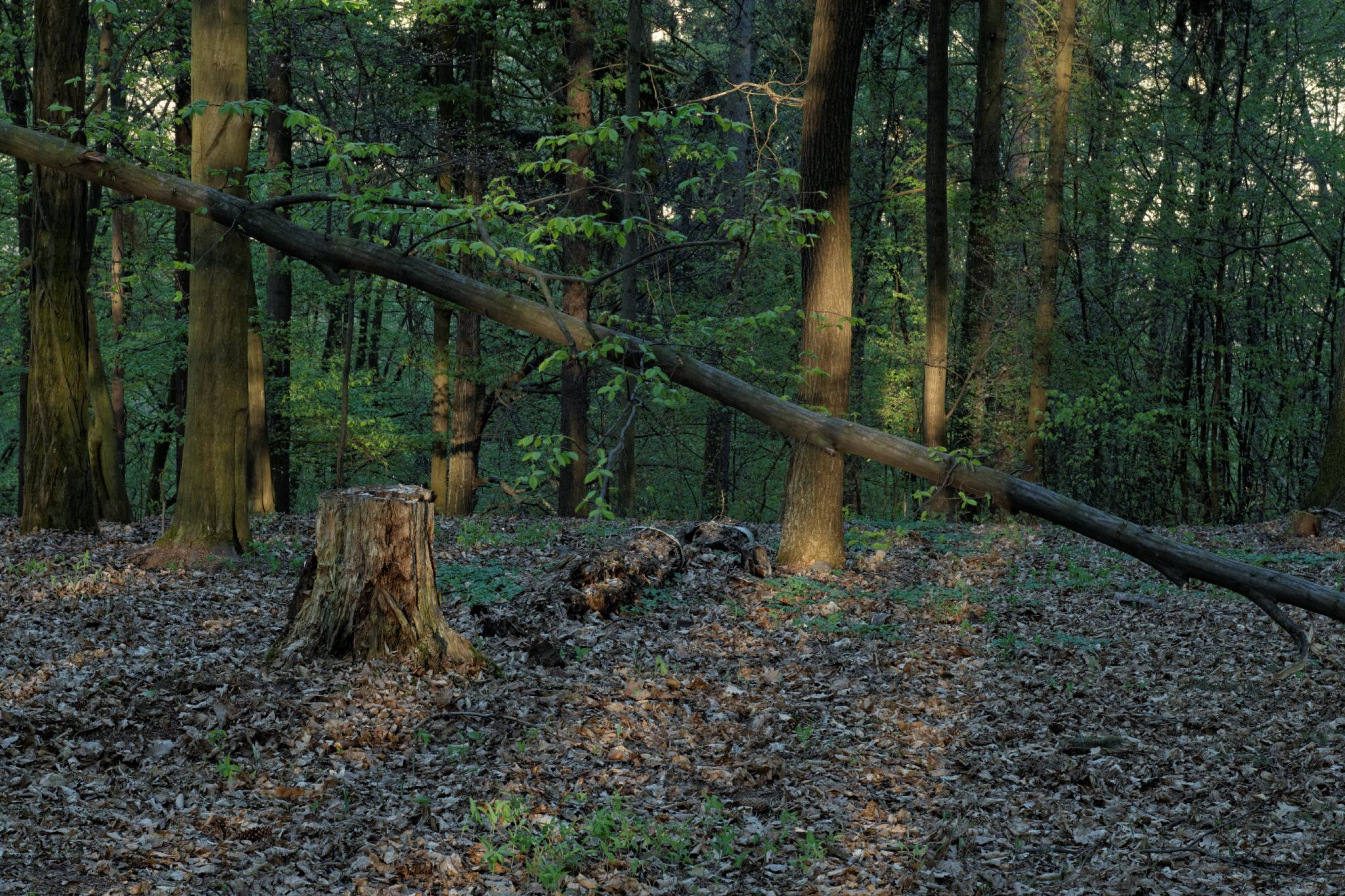 Album image copied from https://lh3.googleusercontent.com/-hp7JYdkwRRI/VTX83at8iiI/AAAAAAAAgao/aacOBun_M4UdL640CjdK0dZR9Rx3gXUVACLABGAYYCw/s0-U-I/IMG_1905_DxO_web.jpg