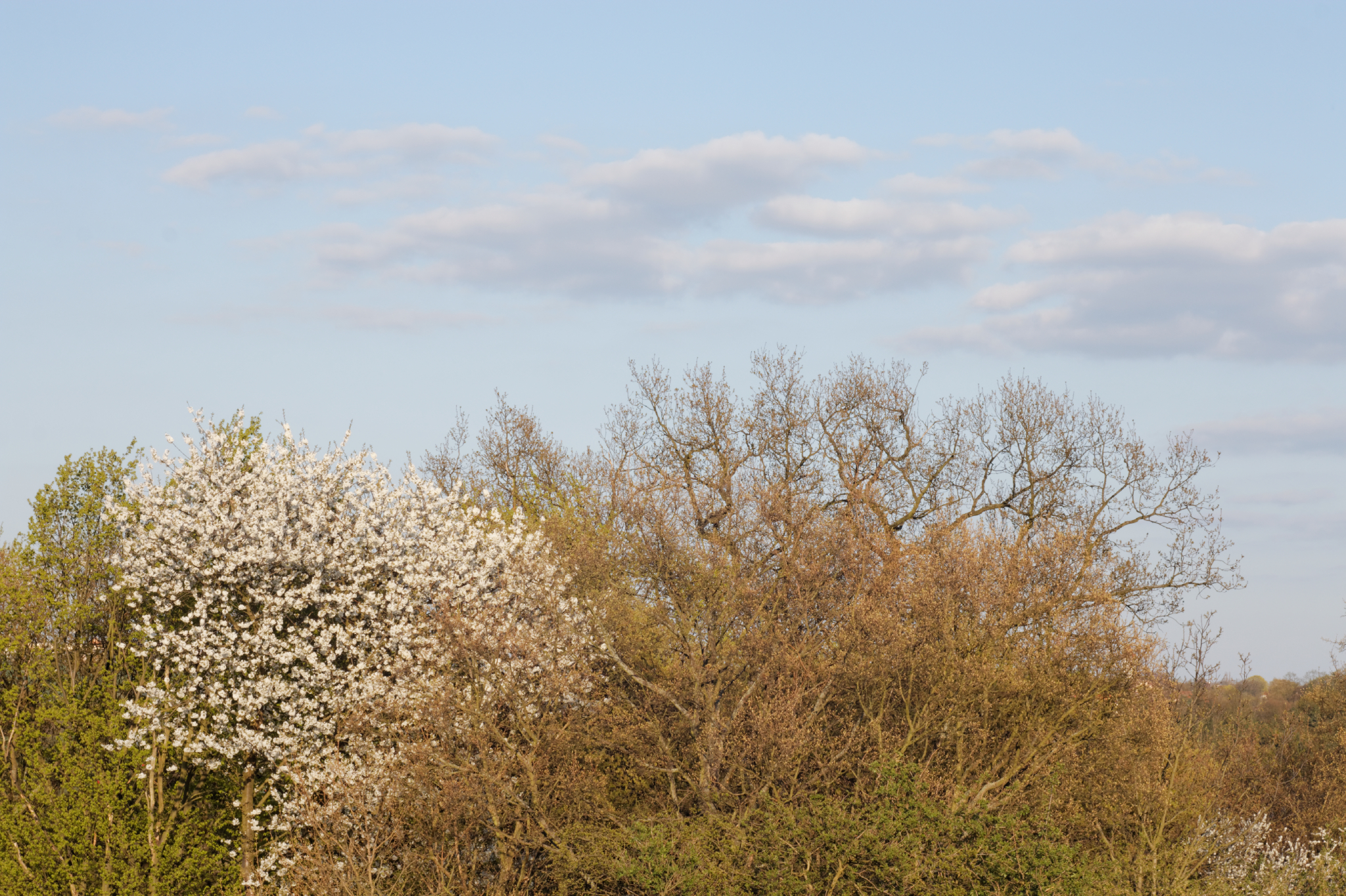 Album image copied from https://lh3.googleusercontent.com/-LEK0trEHSF0/VTX9BGqVxdI/AAAAAAAAga4/6QiAFoqEI8wXTK-5MHqm0b6cKHsgVNXmACLABGAYYCw/s0-U-I/IMG_1908_DxO_web.jpg