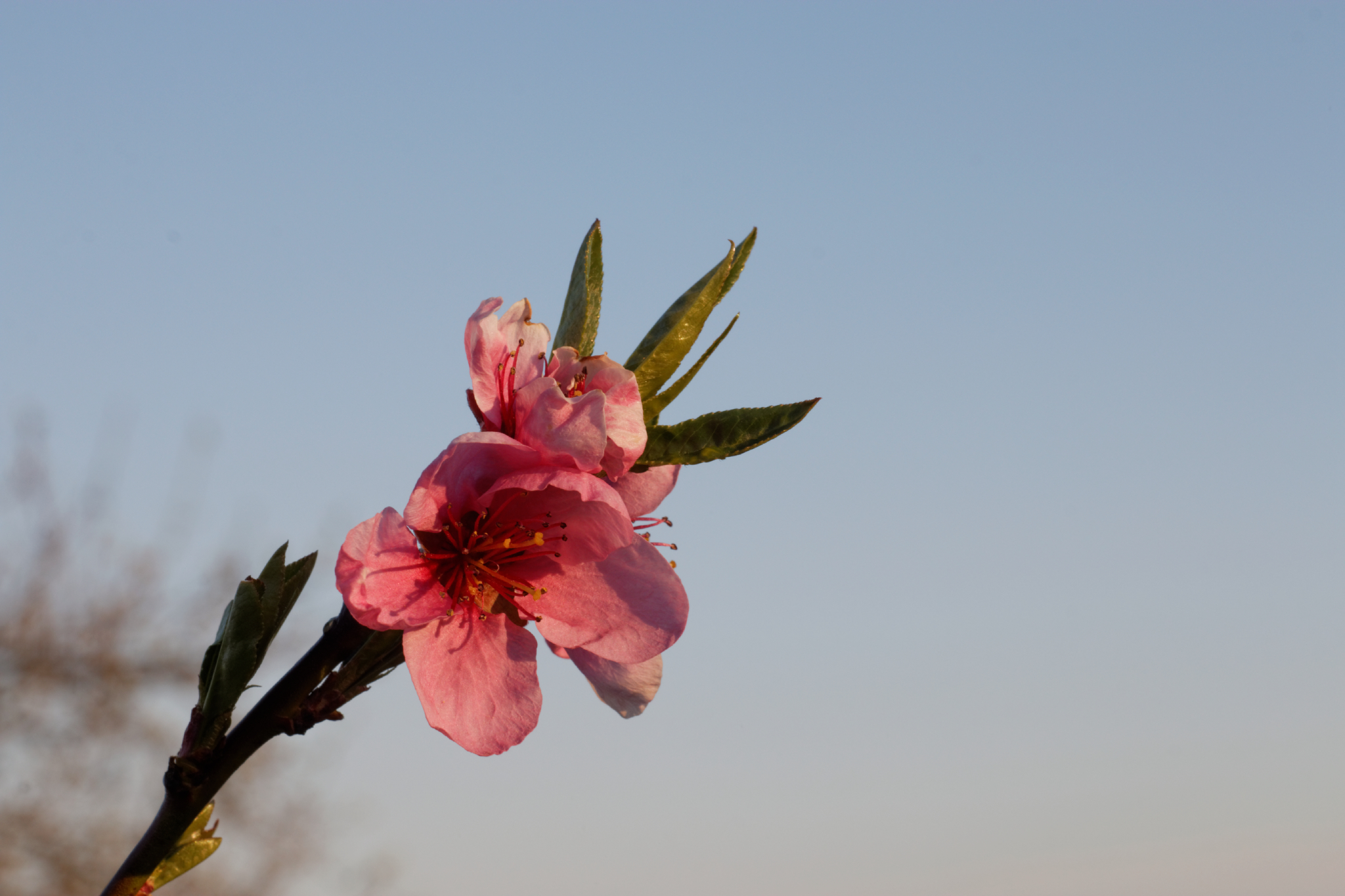 Album image copied from https://lh3.googleusercontent.com/-R3dxUnYjbvA/VTX9VQfSxkI/AAAAAAAAgbg/GTYWJ3qCcBERJ9-iQrjJ_qccERbTqGHegCLABGAYYCw/s0-U-I/IMG_1917_DxO_web.jpg