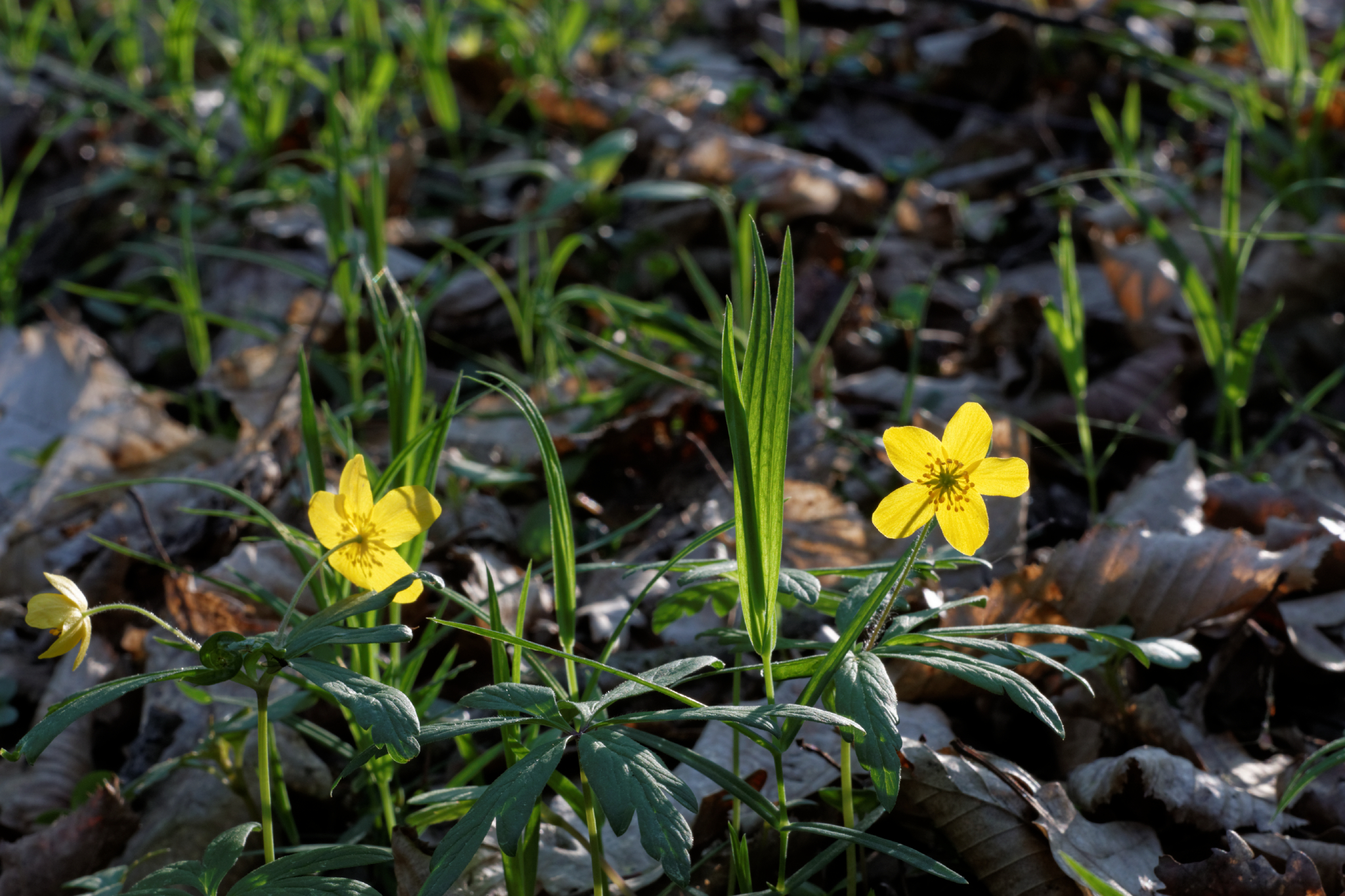 Album image copied from https://lh3.googleusercontent.com/-0AYyCdPC4Ig/VTkLMxg5cEI/AAAAAAAAg6s/bIDP1pIM5lE625E2m7zqSkQSVFoAKqnngCLABGAYYCw/s0-U-I/IMG_1922_DxO_web.jpg