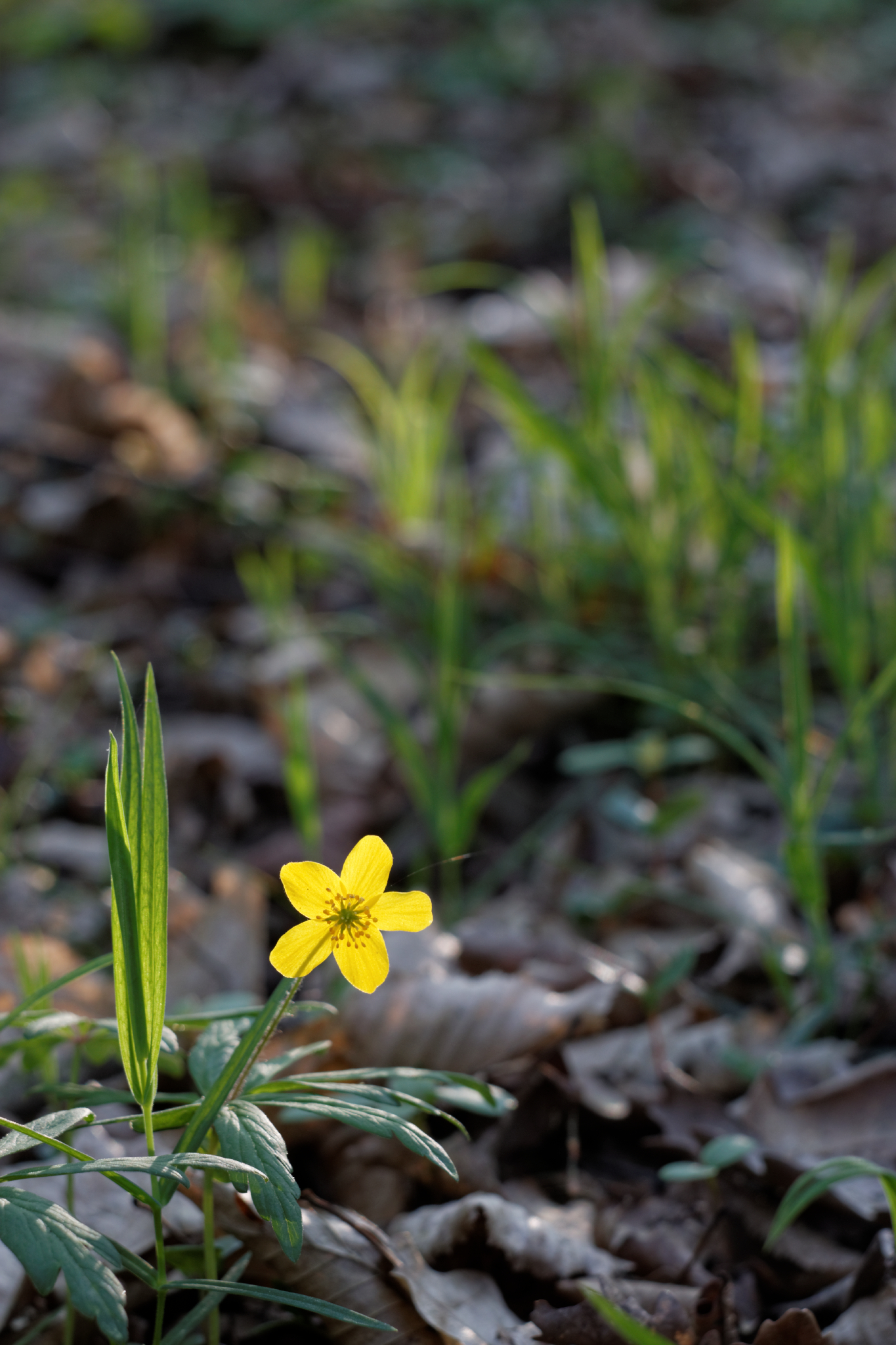 Album image copied from https://lh3.googleusercontent.com/-PjsoxBbmY7c/VTkLPqb9bZI/AAAAAAAAg60/vQAsdUTrV6Uf8psYBN5aUsoNv5g6OAIzACLABGAYYCw/s0-U-I/IMG_1924_DxO_web.jpg