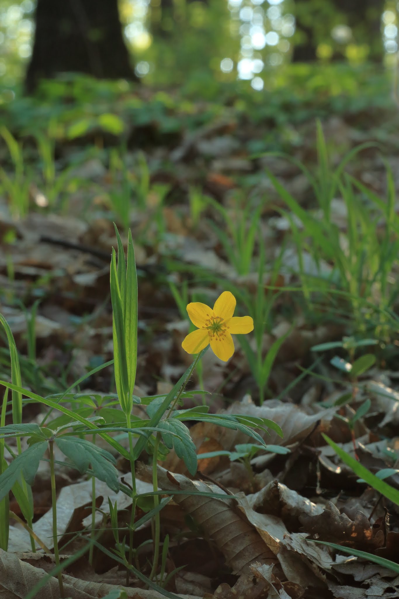 Album image copied from https://lh3.googleusercontent.com/-36TiijtyzaE/VTn1J3_XLWI/AAAAAAAAg-Q/-HBWSCkDUjcqwXsGfCInOUBt-L6jtZ2QwCLABGAYYCw/s0-U-I/IMG_1932_dpp4.JPG