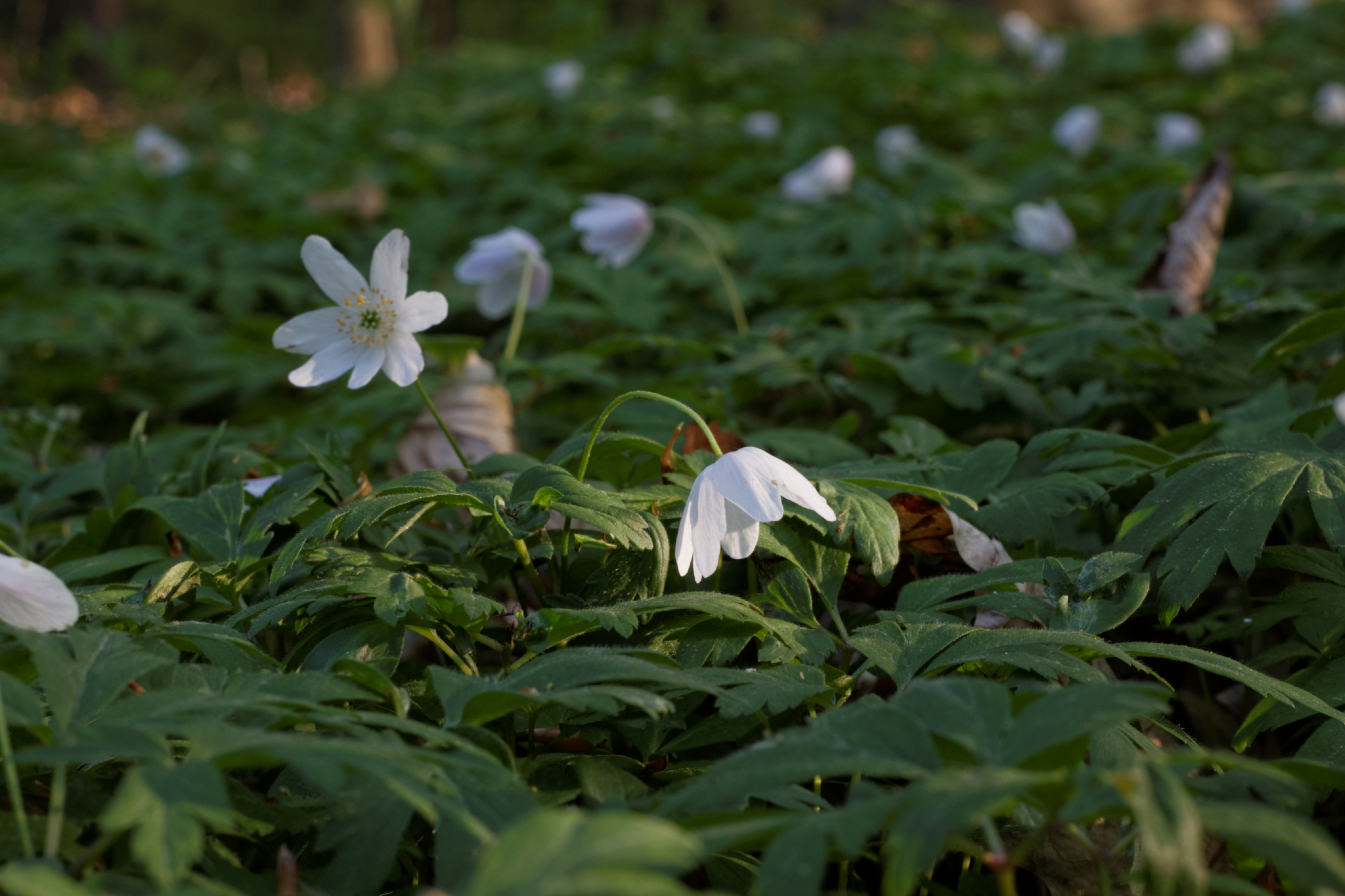 Album image copied from https://lh3.googleusercontent.com/-oYtZtr0H7mY/VTkLWHqLQdI/AAAAAAAAg7E/nQg0AFb14R0w5QpafOlaS2CzIGjrtfy9ACLABGAYYCw/s0-U-I/IMG_1936_DxO_web.jpg