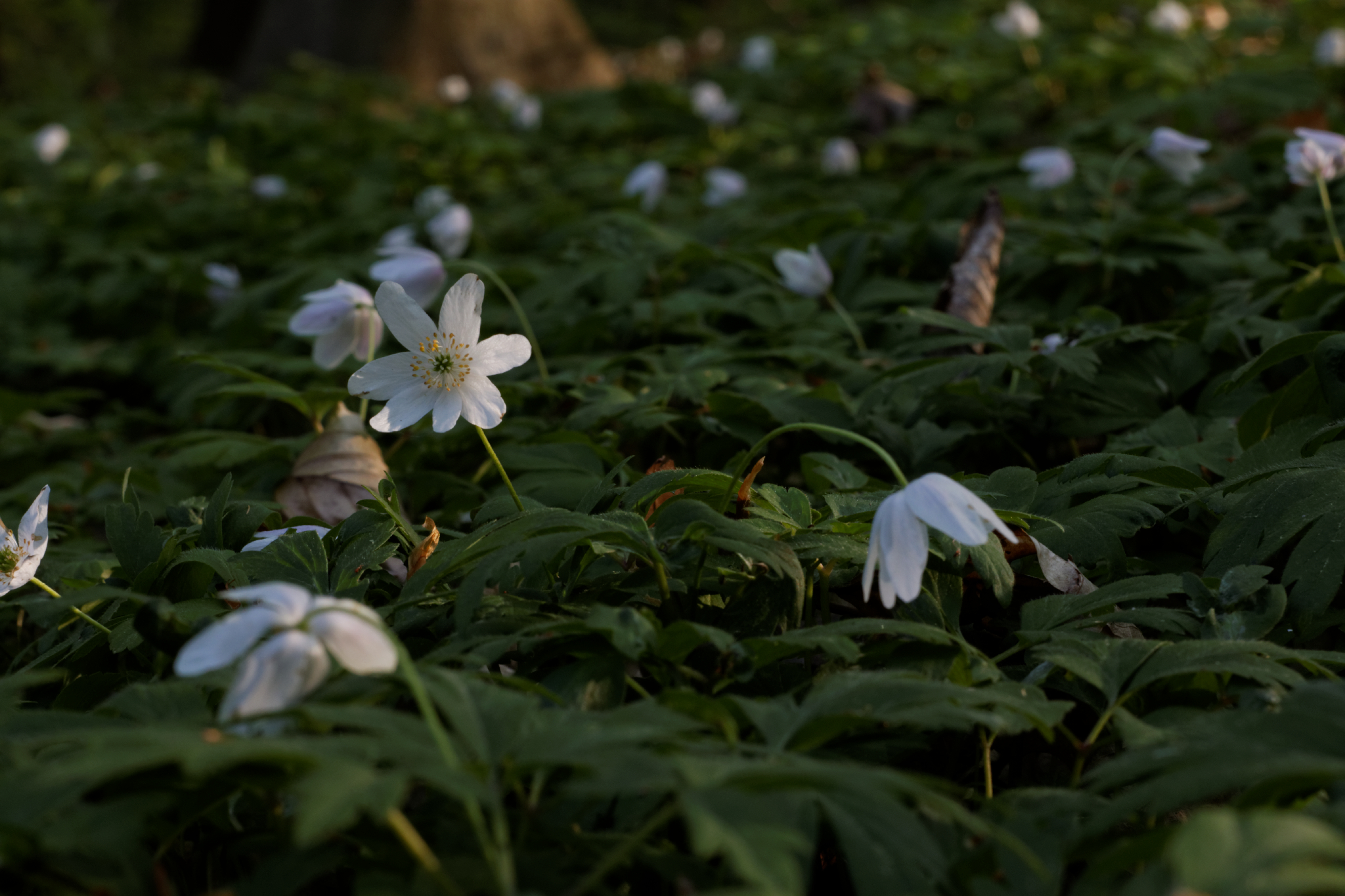 Album image copied from https://lh3.googleusercontent.com/-PJRDHVNAu-4/VTkLZPbFbqI/AAAAAAAAg7M/XtpXPnx7eT8zc4i10lvYEiNVxEzWHJ4eQCLABGAYYCw/s0-U-I/IMG_1938_DxO_web.jpg