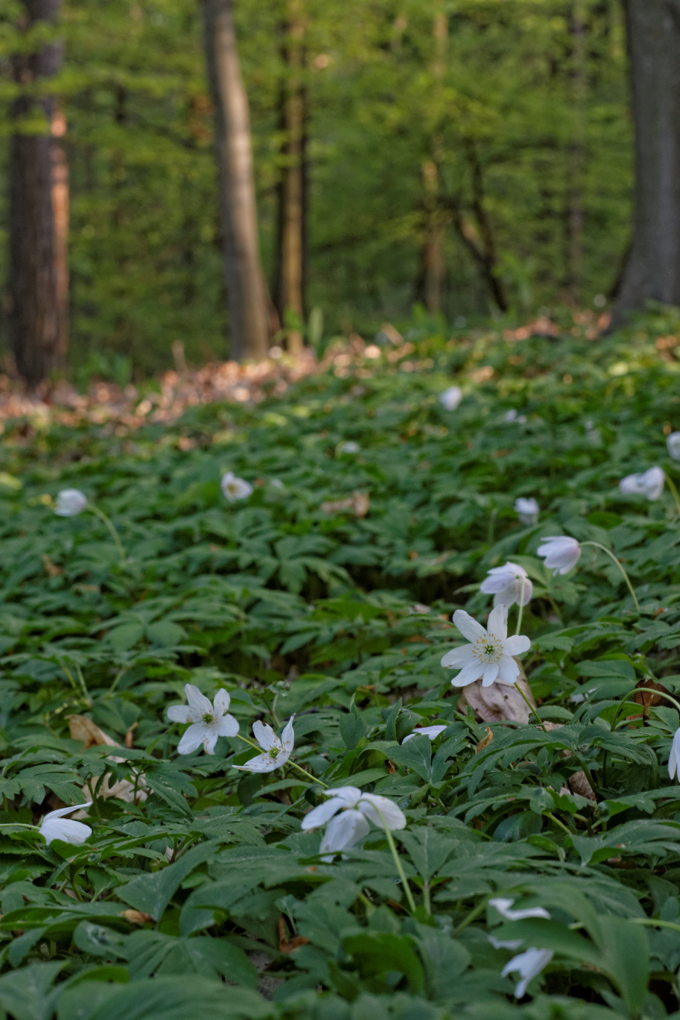 Album image copied from https://lh3.googleusercontent.com/-uq3dbmuZkr0/VTkLciIGQXI/AAAAAAAAg7U/Q80UzM6VFkca_6H0PROZRKOaO_eUxJkZQCLABGAYYCw/s0-U-I/IMG_1939_DxO_web.jpg