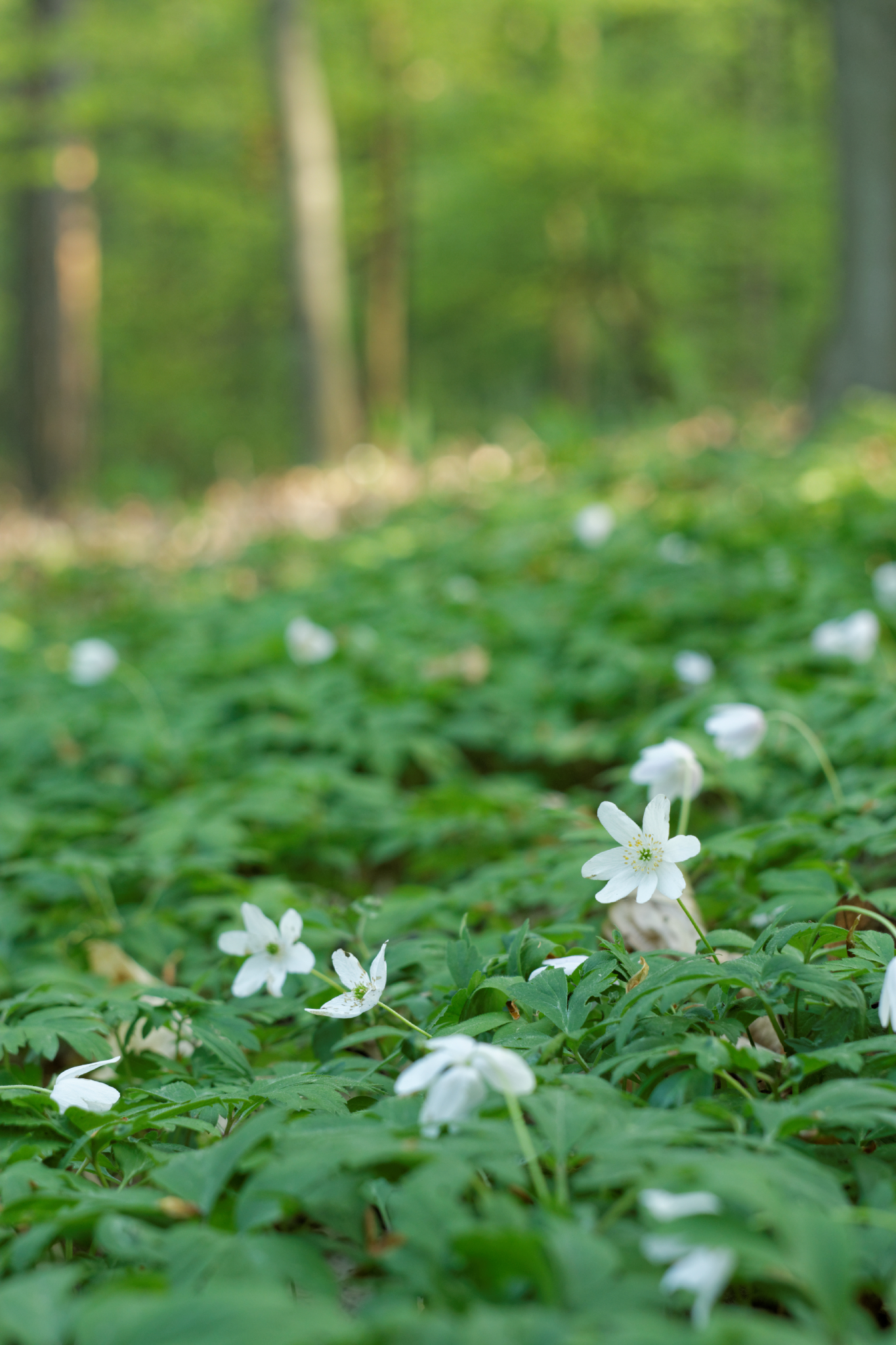 Album image copied from https://lh3.googleusercontent.com/-kaLatTicYV0/VTkLf9EHi3I/AAAAAAAAg7c/Gn1X5VMfir4gxV0FRJZXvA3_vbmgTCMBACLABGAYYCw/s0-U-I/IMG_1940_DxO_web.jpg