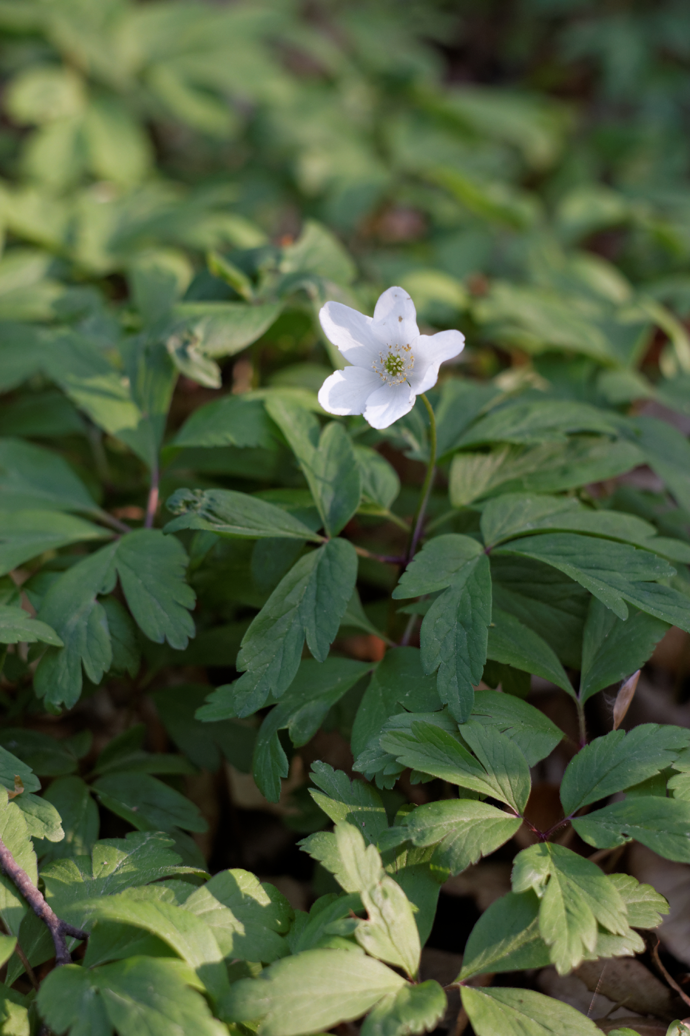 Album image copied from https://lh3.googleusercontent.com/-q8JDbcWmNnI/VTkLmS9pGiI/AAAAAAAAg7s/mWAlGUYjK580rKQdS9ID_nsklCUz17_sQCLABGAYYCw/s0-U-I/IMG_1945_DxO_web.jpg