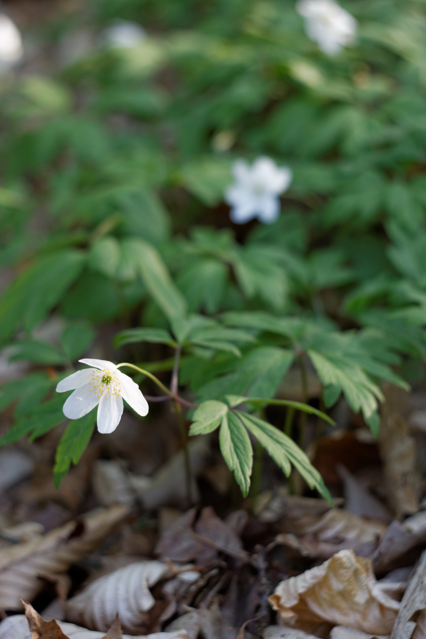 Album image copied from https://lh3.googleusercontent.com/-m2hQB4zYmOI/VTkLs6vtqhI/AAAAAAAAg78/xjy9bEl45Mgg_QZxS4txngwEcGmYl9adACLABGAYYCw/s0-U-I/IMG_1950_DxO_web.jpg