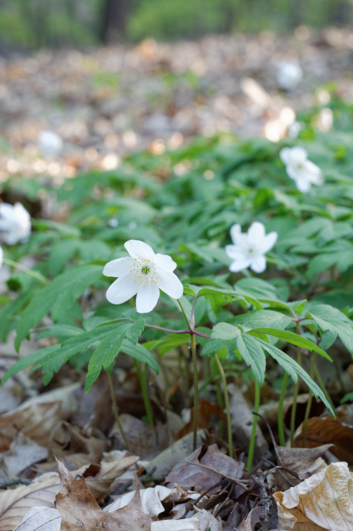 Album image copied from https://lh3.googleusercontent.com/-QFiYqHvYuHE/VTkLwJSOHTI/AAAAAAAAg8E/Cm6rnsWhzIItuDHnM_tohLn12qnAk7KCwCLABGAYYCw/s0-U-I/IMG_1957_DxO_web.jpg