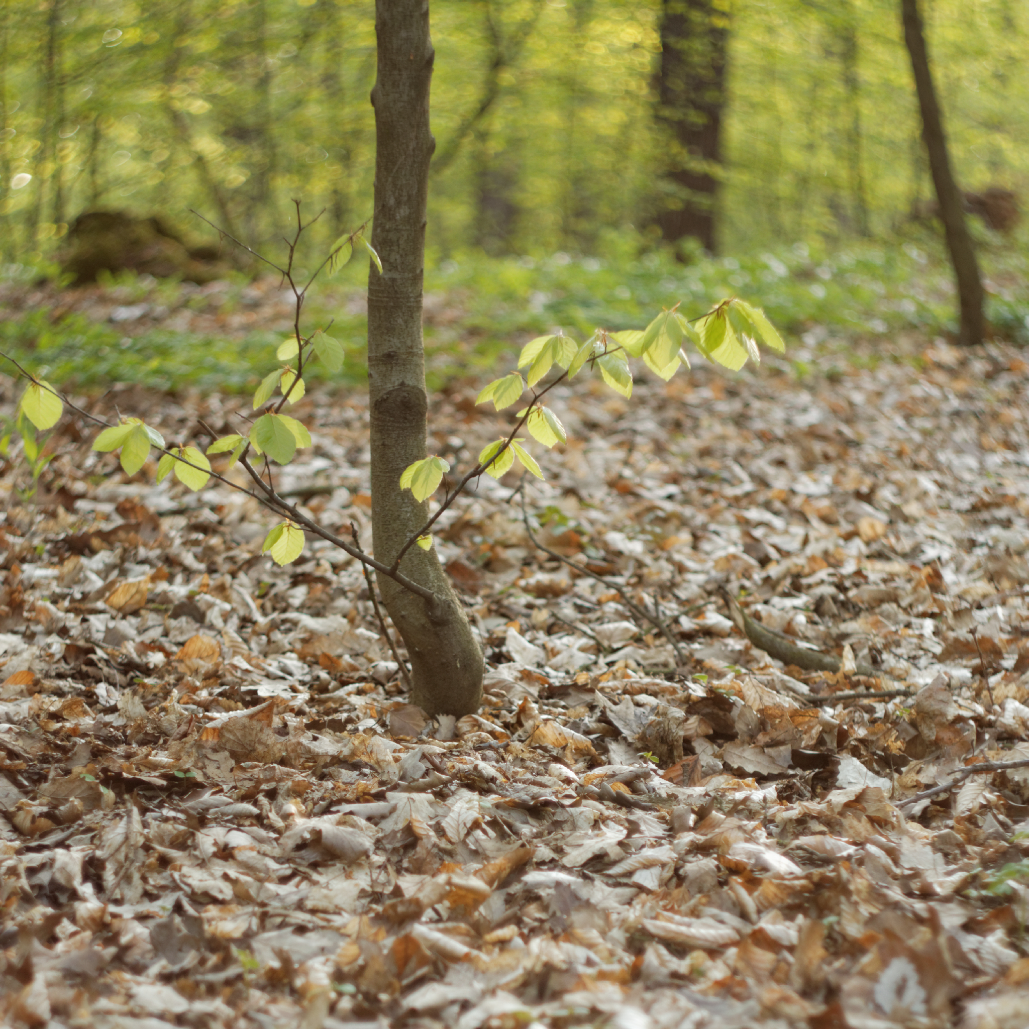 Album image copied from https://lh3.googleusercontent.com/-GqG9-ZEkpKg/VTkL5bbCy0I/AAAAAAAAg8U/kNAHuduuPkIp_HrMBP6FrVVJxdhwMHHrwCLABGAYYCw/s0-U-I/IMG_1962_DxO_web.jpg