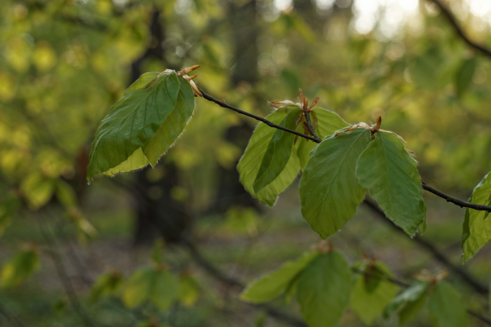 Album image copied from https://lh3.googleusercontent.com/-BxAPCNlKr7o/VTkL8ty7QxI/AAAAAAAAg8c/GBKXDV65FM8qmn7q_k5p8R90Ot0TNLKWwCLABGAYYCw/s0-U-I/IMG_1966_DxO_web.jpg