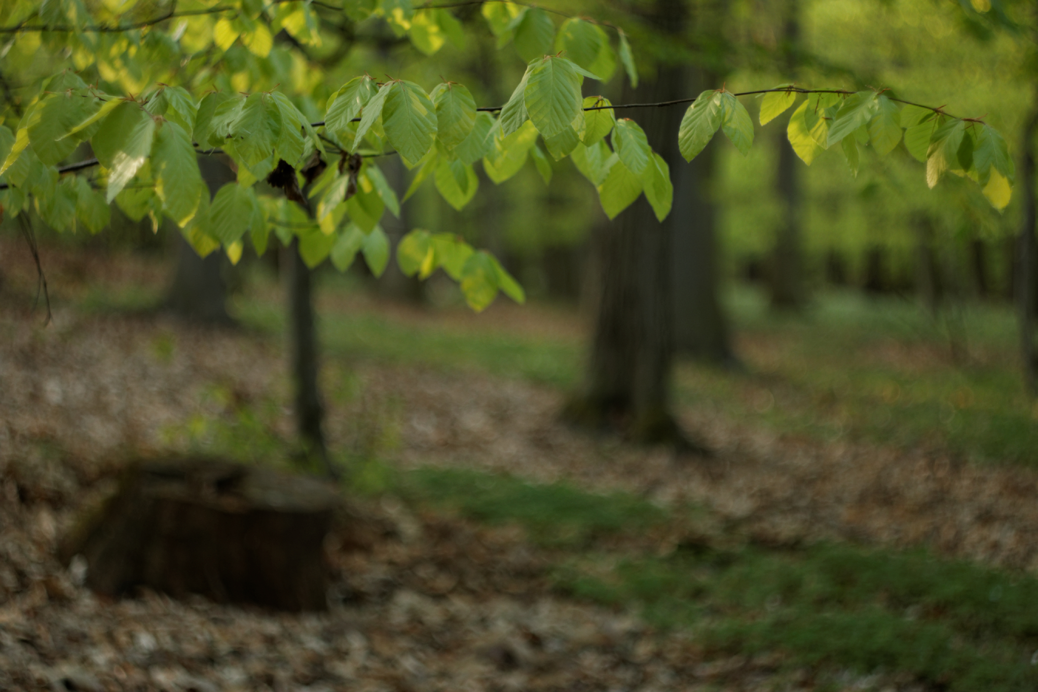 Album image copied from https://lh3.googleusercontent.com/-yzxOHTsYEXE/VTkL_eMAjzI/AAAAAAAAg8k/kHoe_PWtOgkVQ9RCjyU-WqW60u2FfxtyACLABGAYYCw/s0-U-I/IMG_1967_DxO_web.jpg