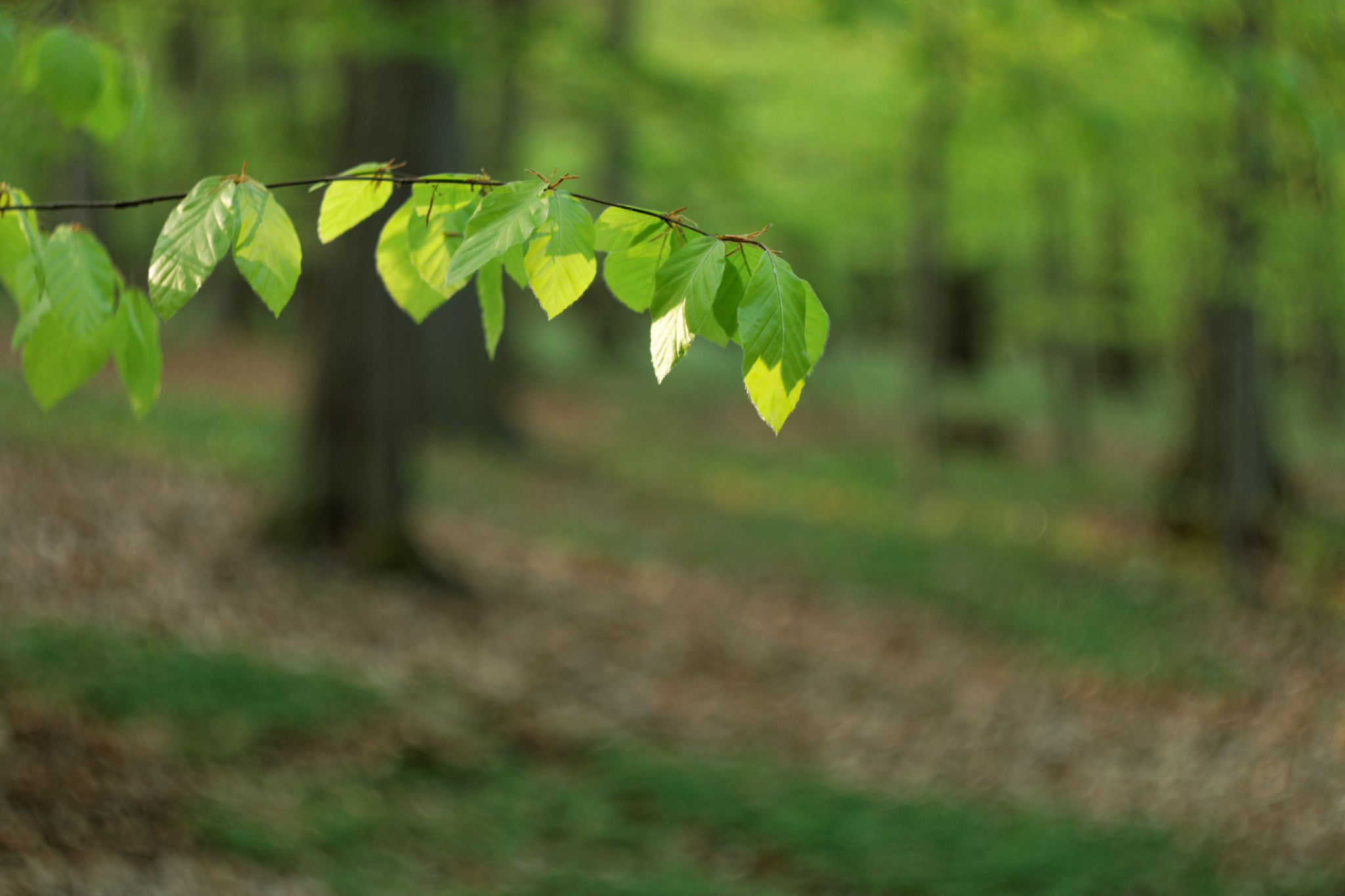 Album image copied from https://lh3.googleusercontent.com/-gjuERV7Q0k8/VTkMFJRi1DI/AAAAAAAAg80/g4-A6WmAJ4AQK1VNVIuBOz_ZzwGE-2HmACLABGAYYCw/s0-U-I/IMG_1969_DxO_web.jpg