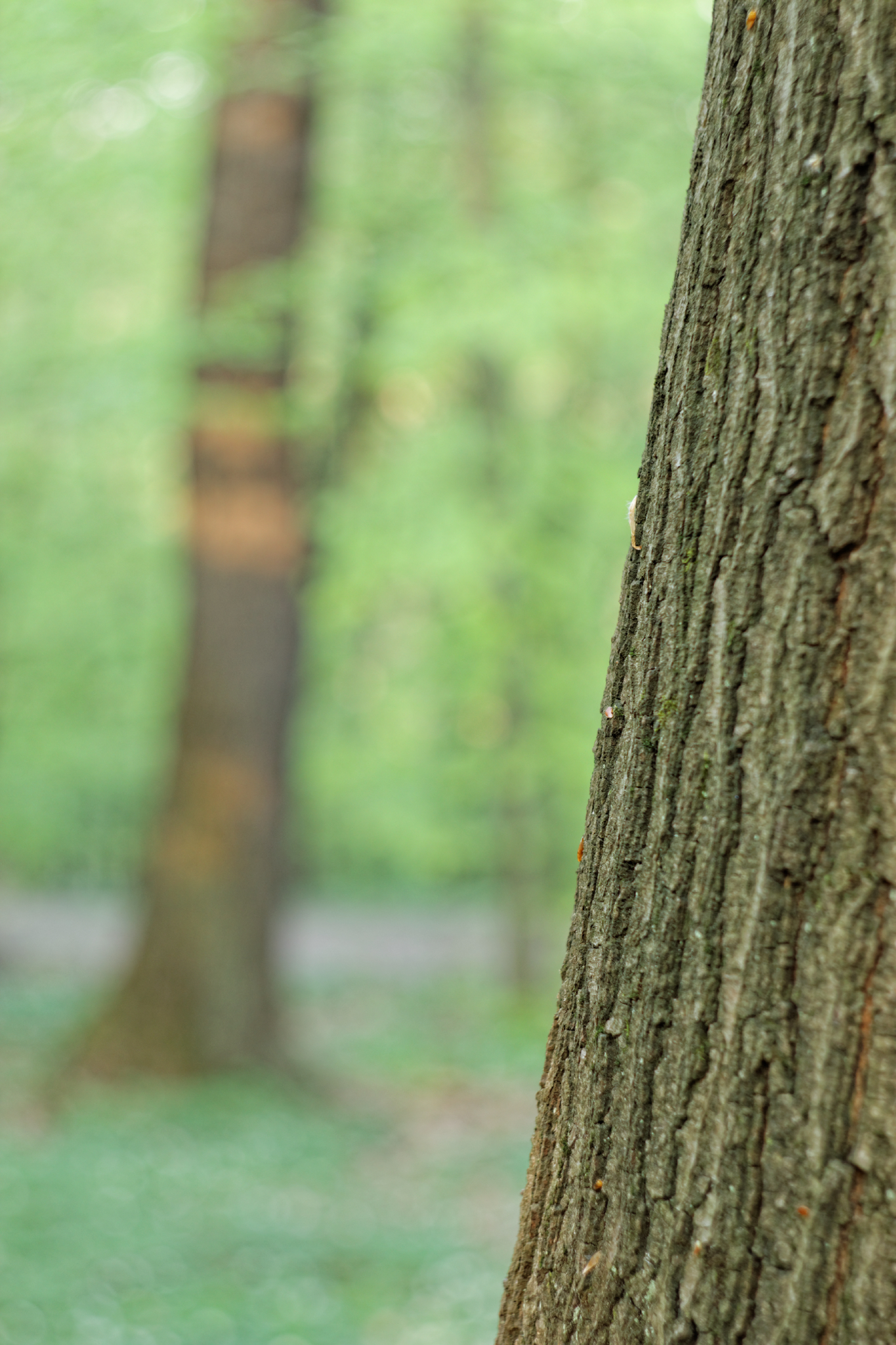 Album image copied from https://lh3.googleusercontent.com/-SxXeMEzLCOI/VTkMIfZsIDI/AAAAAAAAg88/8adWnRxCs9MYda9actC9v_Q6wr_PKayhgCLABGAYYCw/s0-U-I/IMG_1971_DxO_web.jpg