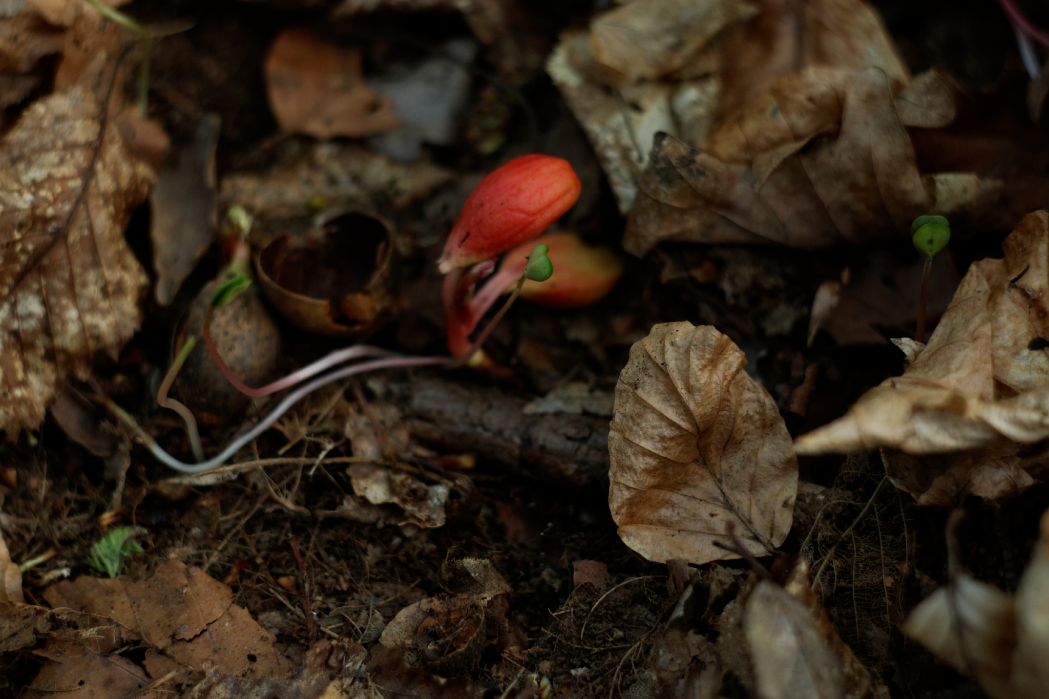 Album image copied from https://lh3.googleusercontent.com/-WR8OqosofDs/VTkMLvPMMLI/AAAAAAAAg9E/Fx-S-2a_FWYQnLA_ucPNU9kXWl68owbUwCLABGAYYCw/s0-U-I/IMG_1974_DxO_web.jpg