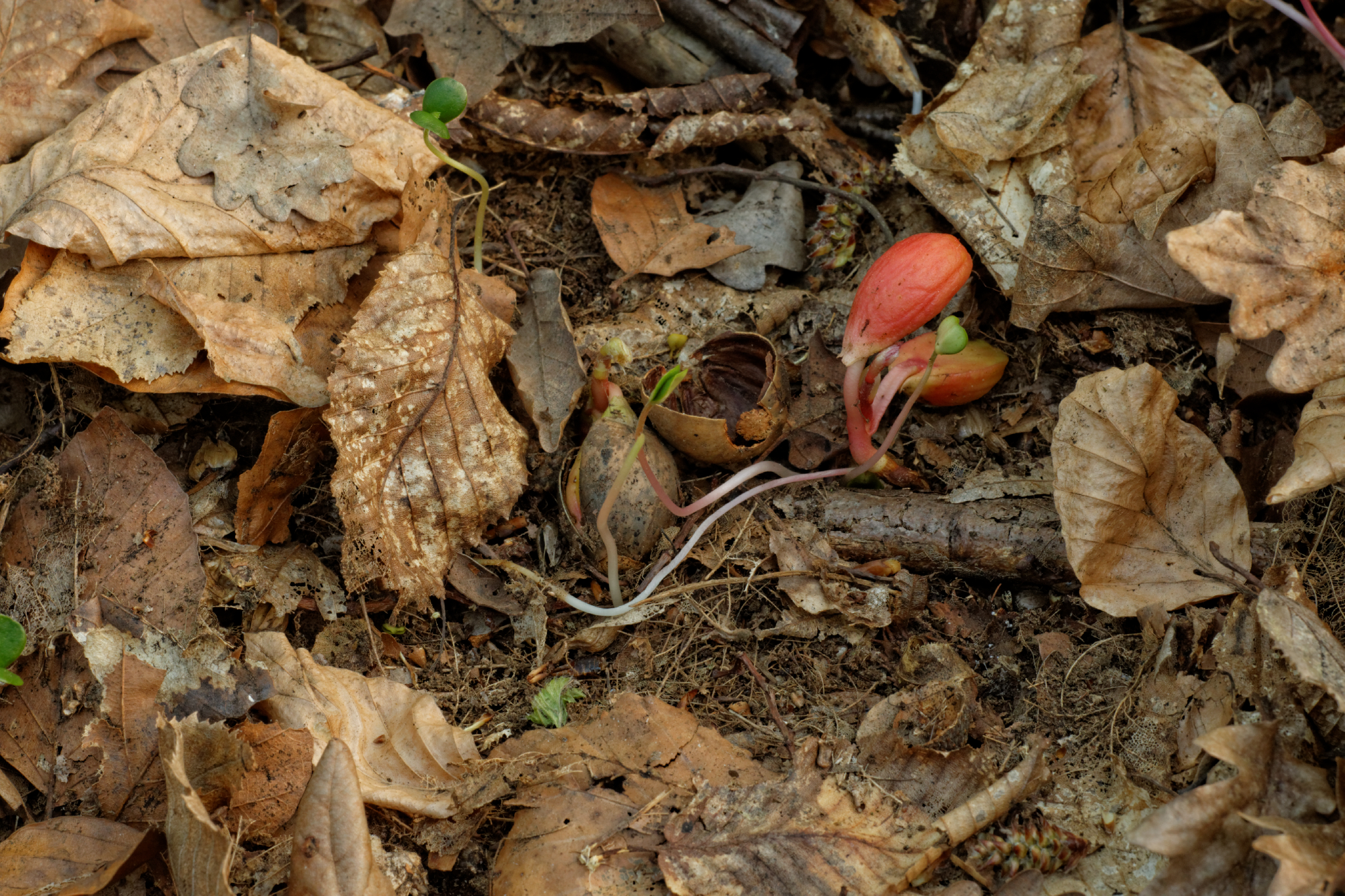 Album image copied from https://lh3.googleusercontent.com/-bTxehFVaNDM/VTkMUd-ktnI/AAAAAAAAg9U/HhefKBalLu4Re8UOzve6z4HT_gmYMCRJwCLABGAYYCw/s0-U-I/IMG_1977_DxO_web.jpg