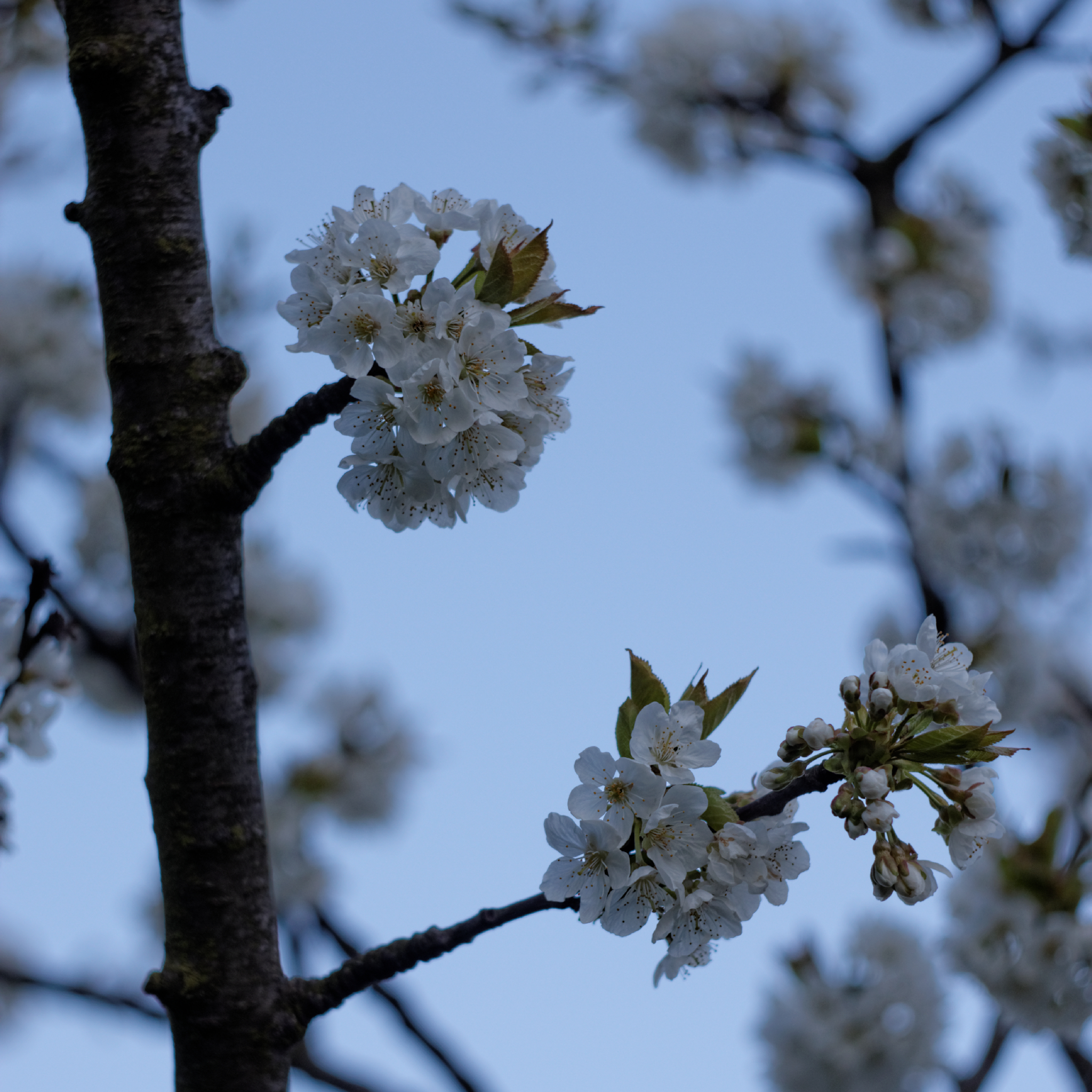 Album image copied from https://lh3.googleusercontent.com/-X3kZEAI9eJ0/VTkMYsBnqGI/AAAAAAAAg9c/QQt8GjcBuKkV1b_wzxj-EQStu9Jm7DRZwCLABGAYYCw/s0-U-I/IMG_1979_DxO_web.jpg