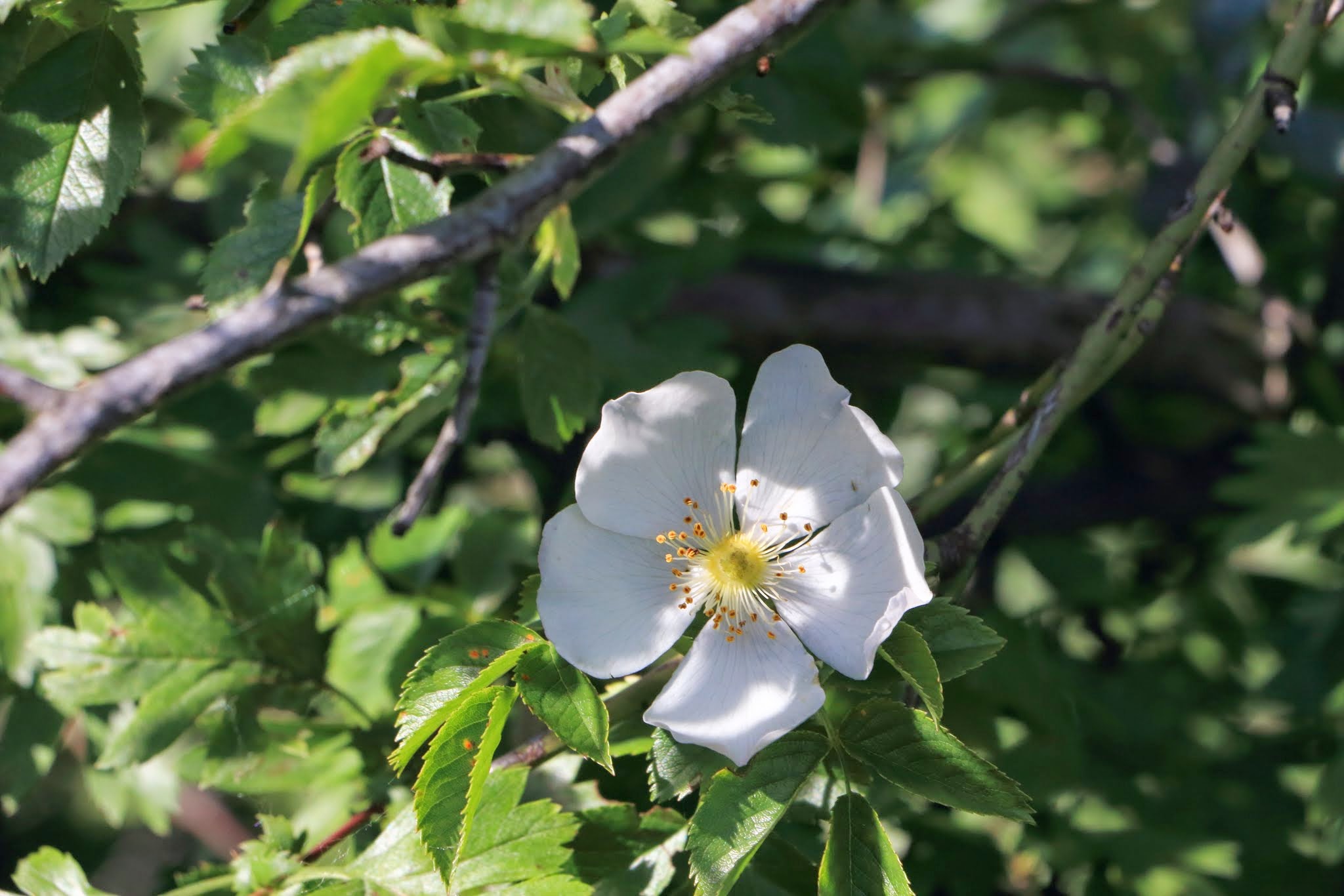 Album image copied from https://lh6.googleusercontent.com/-7TxGXPjrkSs/VHS4sUU4OBI/AAAAAAAAX0I/oWfRC1uPjS0/w2048-h1366/IMG_2580.JPG