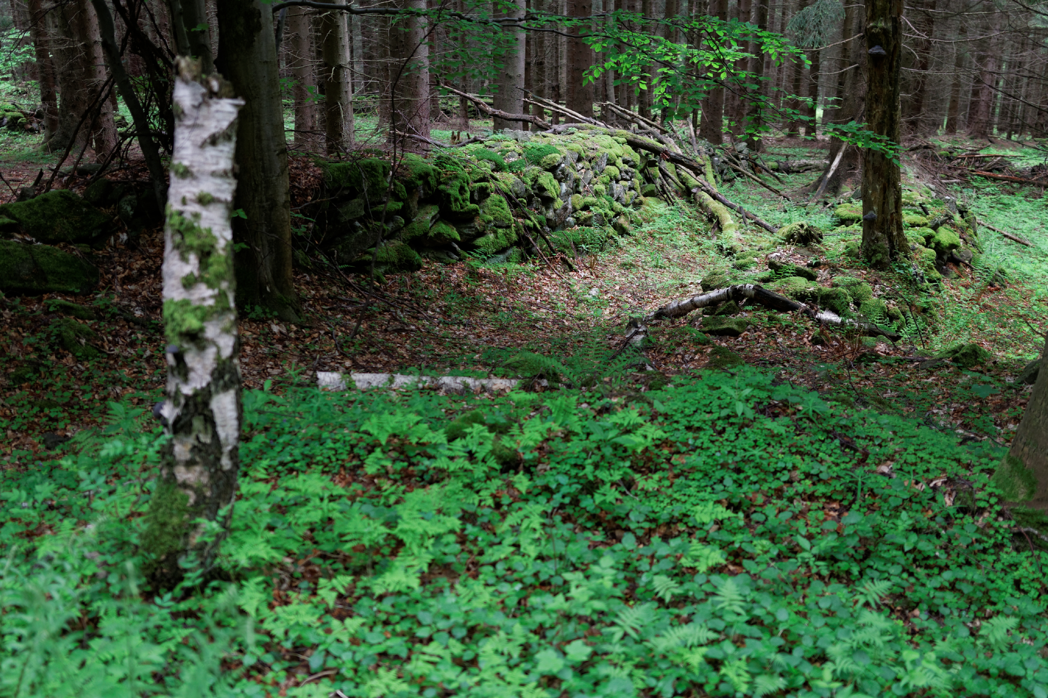 Album image copied from https://lh3.googleusercontent.com/-4tzbzX4ZCIg/VW4lyx3a9rI/AAAAAAAAk84/9sVRG9ZuLUYKVTZ_HV13UjJMi3JBkBOEACLABGAYYCw/s0-U-I/IMG_2851_DxO_web.jpg