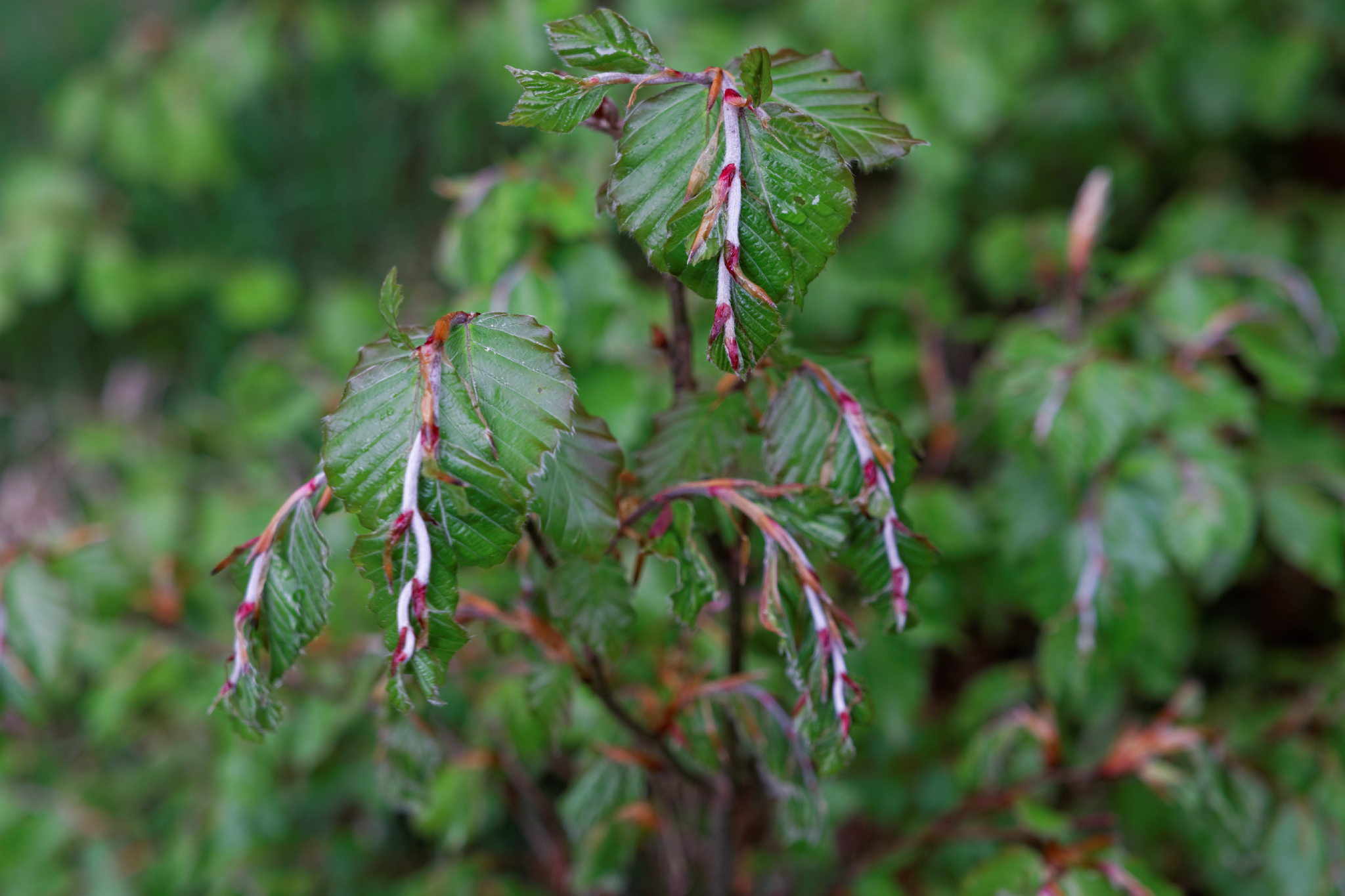 Album image copied from https://lh3.googleusercontent.com/-i7WnXCCluPc/VW4mCEZj2WI/AAAAAAAAk9Q/TDszinRGP9MgOvOASiDqpfRsSnaZTXaugCLABGAYYCw/s0-U-I/IMG_2854_DxO_web.jpg