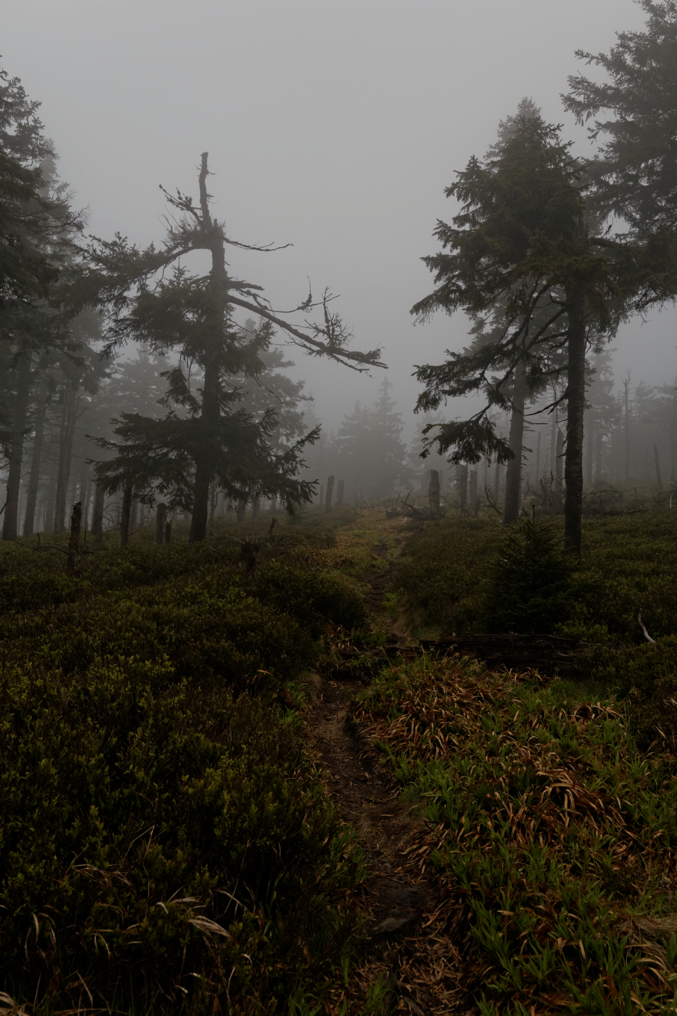 Album image copied from https://lh3.googleusercontent.com/-ewItUluNsrI/VW4nFmHqxLI/AAAAAAAAk-8/E2duxQbt1iwuyoExSt9_yGXnzWbaDyf5wCLABGAYYCw/s0-U-I/IMG_2867_DxO_web.jpg