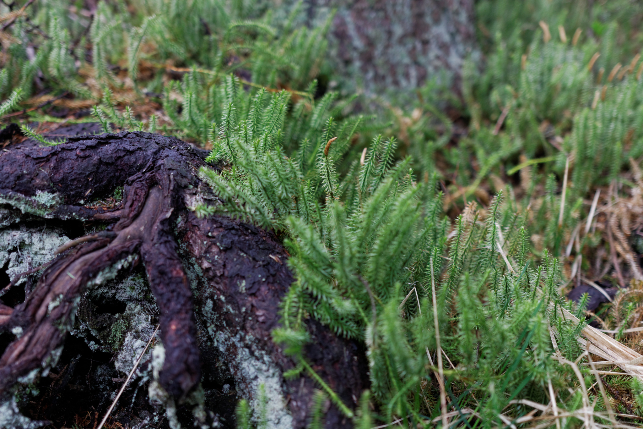 Album image copied from https://lh3.googleusercontent.com/-LcCOe4iZV-A/VW4nbK7CwTI/AAAAAAAAk_g/aBniEmIUjp4J9j4a1C-Y028NX57Zr3C_gCLABGAYYCw/s0-U-I/IMG_2870_DxO_web.jpg