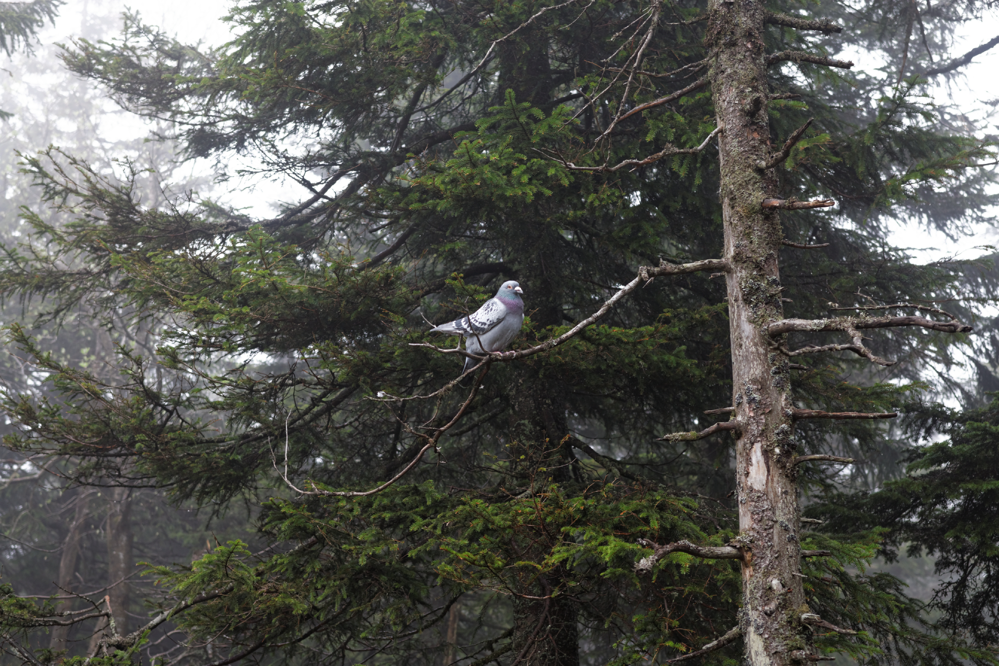 Album image copied from https://lh3.googleusercontent.com/-wBFl94ZmJvU/VW4ny7FnbVI/AAAAAAAAlAA/A-M4YT2X-cMSynACyWY7LmwPsxKO8KtEACLABGAYYCw/s0-U-I/IMG_2874_DxO_web.jpg