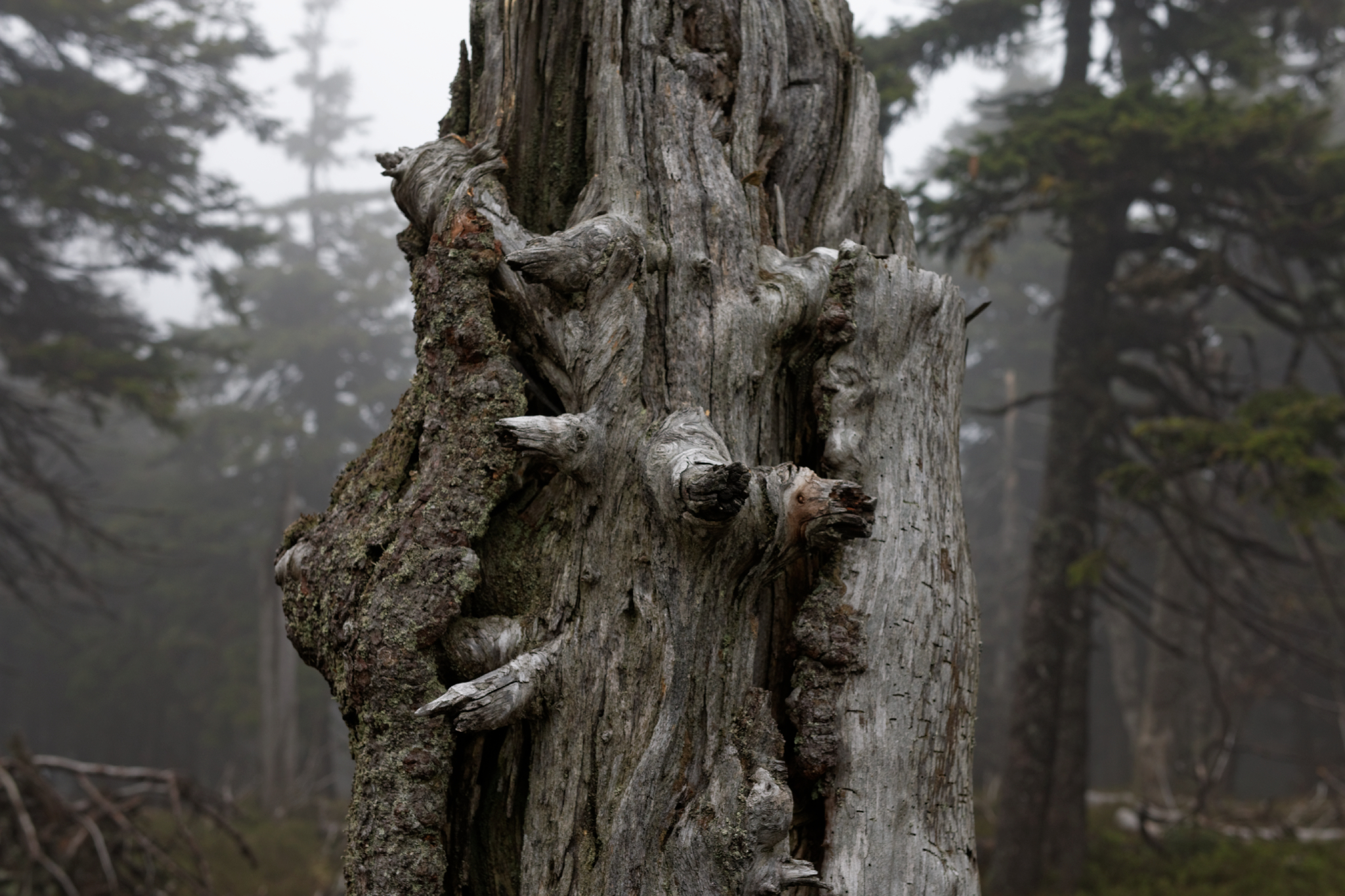 Album image copied from https://lh3.googleusercontent.com/-0NOPQkqrmj4/VW4n8pf0XUI/AAAAAAAAlAQ/5eshQdgkoR4dDZvF1kiuxv9HgqSMO9SHgCLABGAYYCw/s0-U-I/IMG_2876_DxO_web.jpg