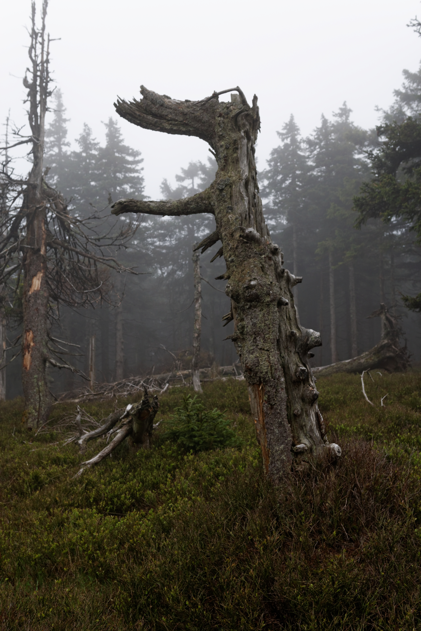 Album image copied from https://lh3.googleusercontent.com/-j1R80Bn2NJ4/VW4oOKiqpTI/AAAAAAAAlAo/nkEB3LKWh0Qk5fGOX1C7aU_y1dEf2dDzwCLABGAYYCw/s0-U-I/IMG_2879_DxO_web.jpg