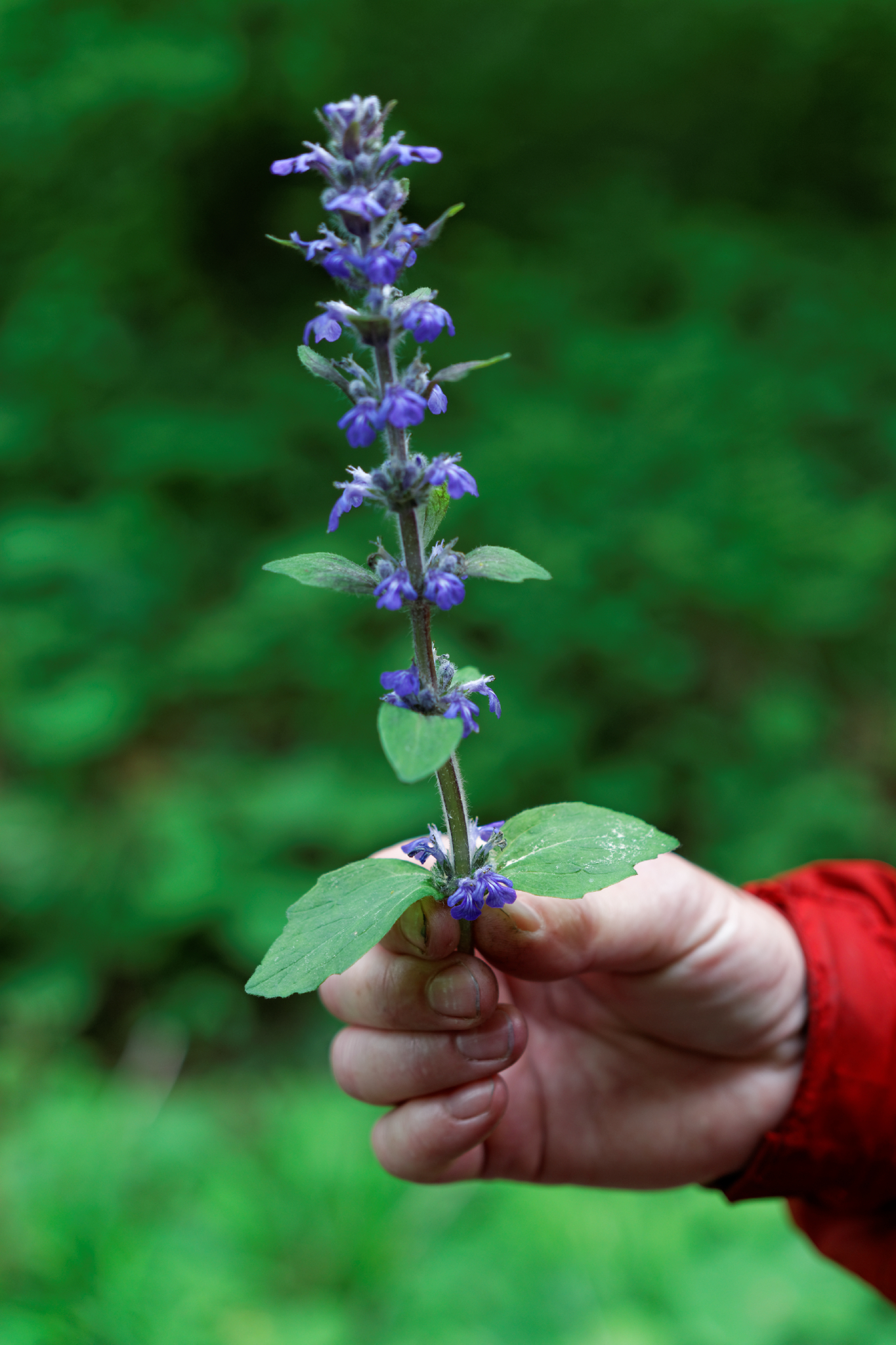 Album image copied from https://lh3.googleusercontent.com/-yr5Krxq9uo4/VW4ra-WgNAI/AAAAAAAAlE0/xz_YnjKC1McoWCqZEWPqCzGP44xz0T36gCLABGAYYCw/s0-U-I/IMG_2915_DxO_web.jpg