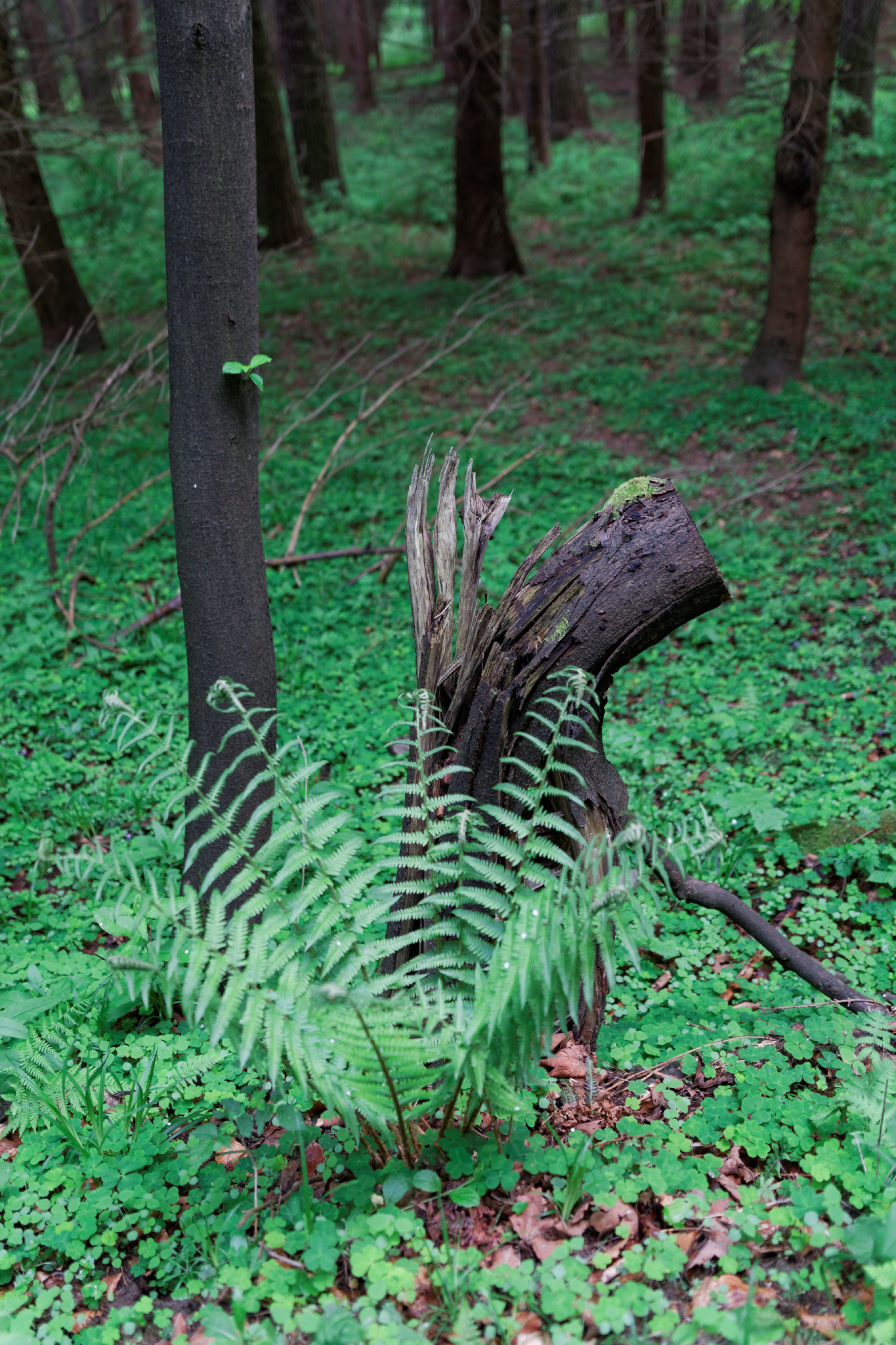 Album image copied from https://lh3.googleusercontent.com/-_Bzl92MVkrk/VW4rh6K8T3I/AAAAAAAAlE8/xDYitZhf_SoQ0lSXBDXR0WHqXEZEm_HawCLABGAYYCw/s0-U-I/IMG_2916_DxO_web.jpg