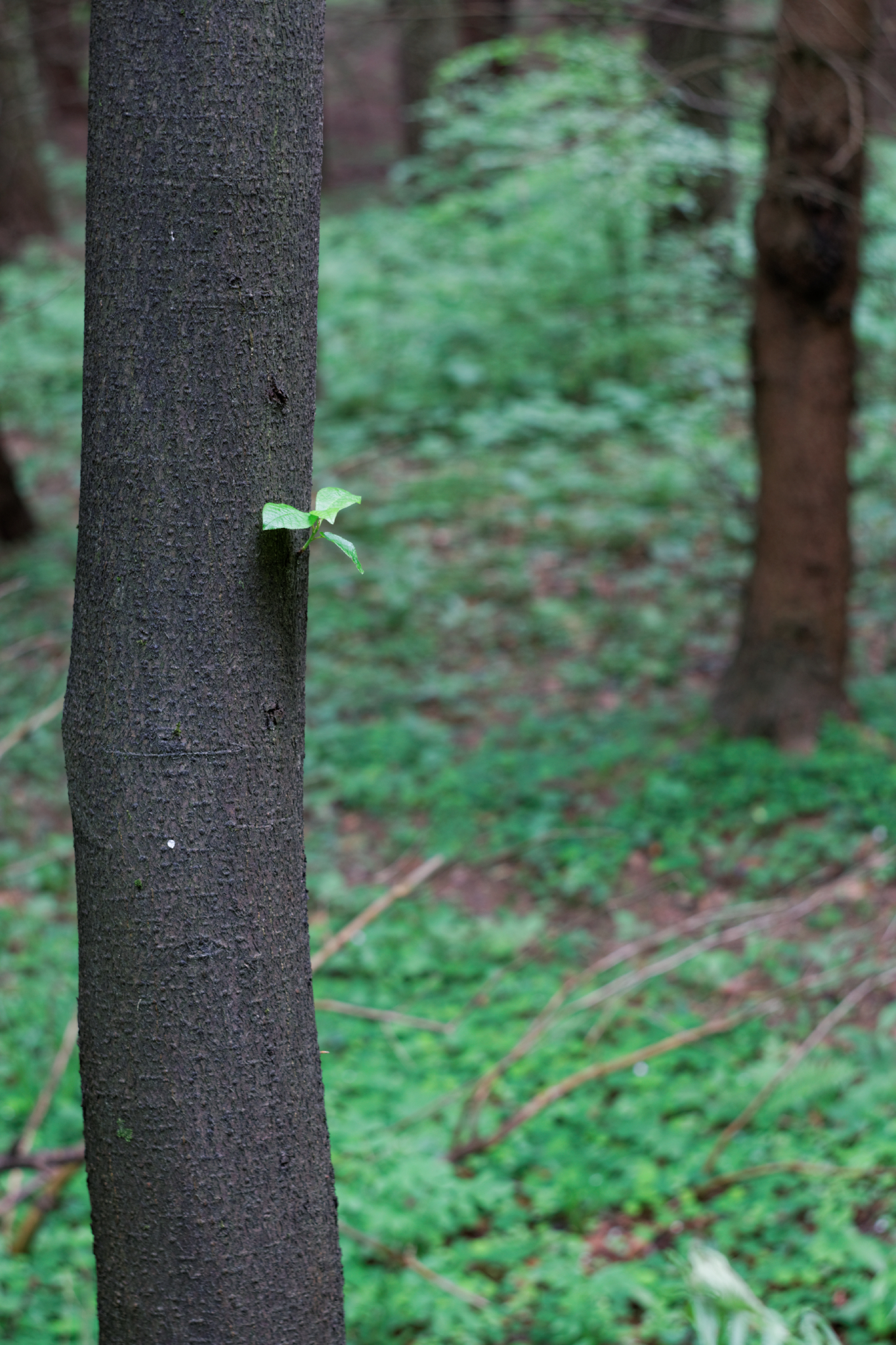 Album image copied from https://lh3.googleusercontent.com/-UQ9k3z8VqpI/VW4rm84bSBI/AAAAAAAAlFE/_Aq6tC1vG9cgcY2EKyC4LYvhj3Up6IrtwCLABGAYYCw/s0-U-I/IMG_2917_DxO_web.jpg