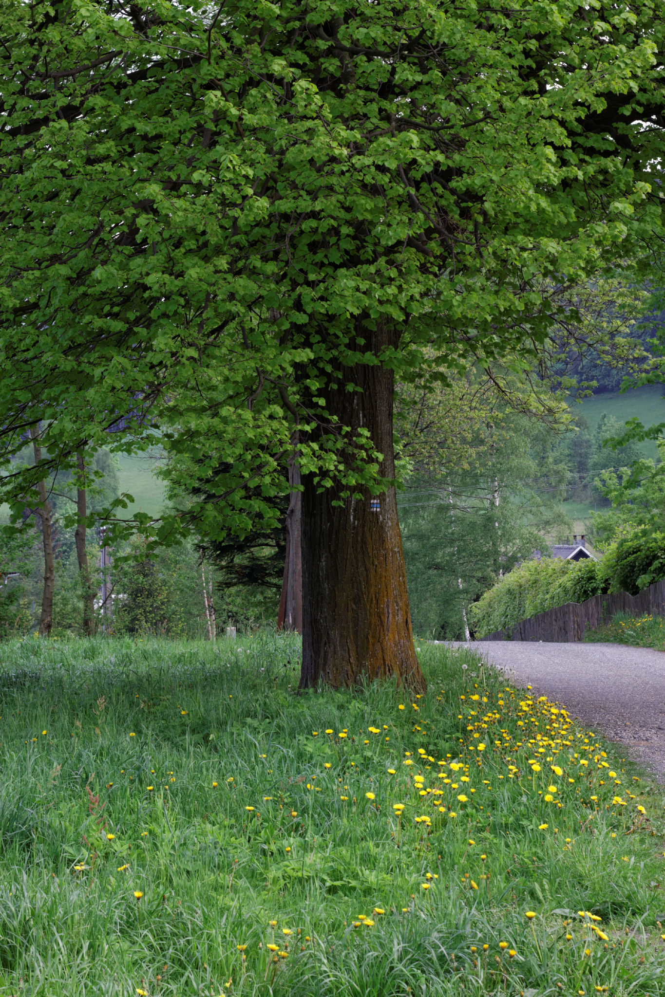 Album image copied from https://lh3.googleusercontent.com/--T9VhlUzSX0/VW4sI2jrYcI/AAAAAAAAlF4/bJOubfgicWQTqbm1qE0oCAD0aKhdWG8JQCLABGAYYCw/s0-U-I/IMG_2922_DxO_web.jpg