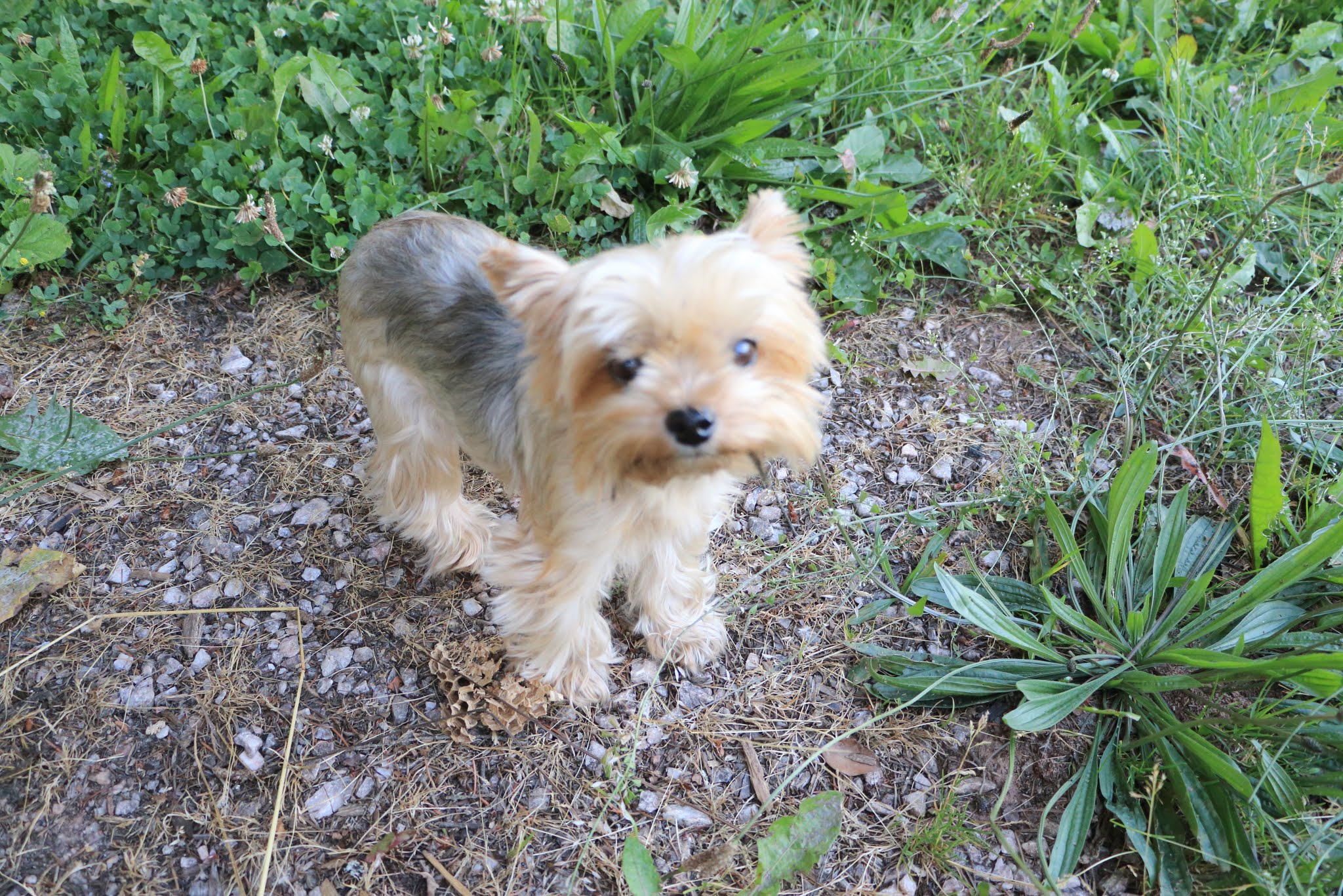 Album image copied from https://lh3.googleusercontent.com/-OcouQM1T3nc/VHdkaoG1IxI/AAAAAAAAZak/wC5D3PKP0d4aoiBgQy_tbeu-G7go0EpEQCLABGAYYCw/s0-U-I/IMG_3504.JPG