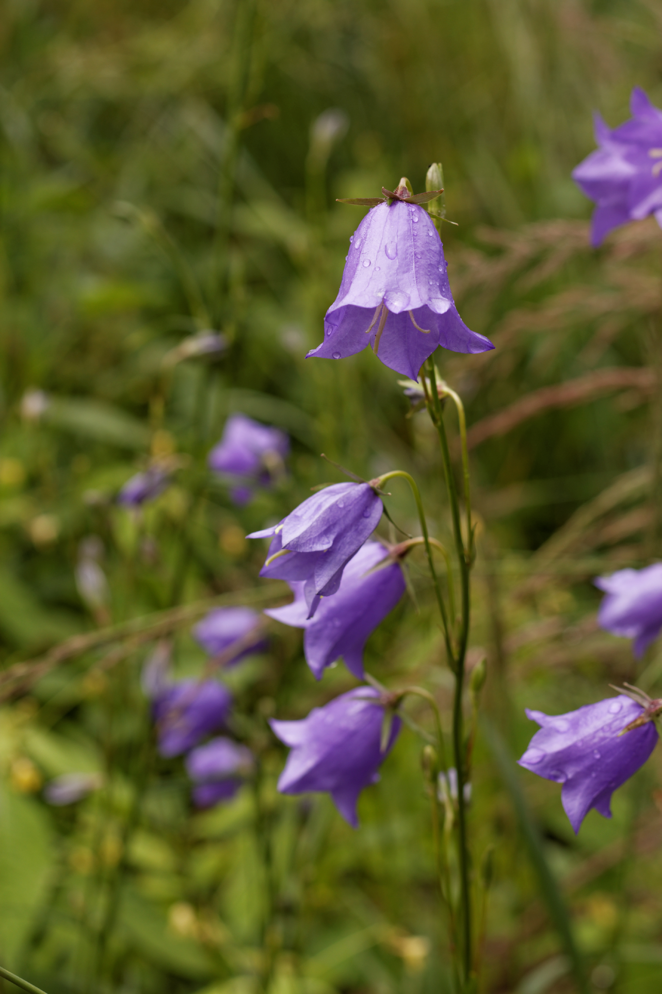 Album image copied from https://lh3.googleusercontent.com/-suWuEqoTF4M/VYkWiLNDsHI/AAAAAAACd-A/q1w1T06C1xQkUEWe-STy6PBjnDML5cU0gCLABGAYYCw/s0-U-I/IMG_4533_DxO_web.jpg