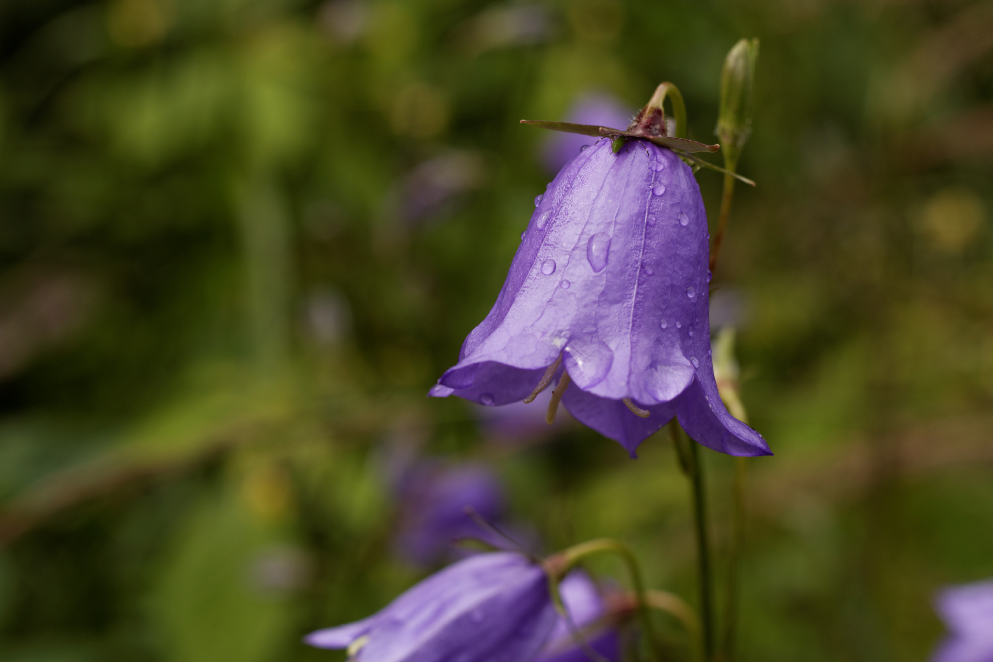 Album image copied from https://lh3.googleusercontent.com/-xH0Abke5h3g/VYkW84TltZI/AAAAAAACJHc/V6pXsQnH2tgrLWs4ZGKnIUBtEjYxFXExQCLABGAYYCw/s0-U-I/IMG_4535_DxO_web.jpg