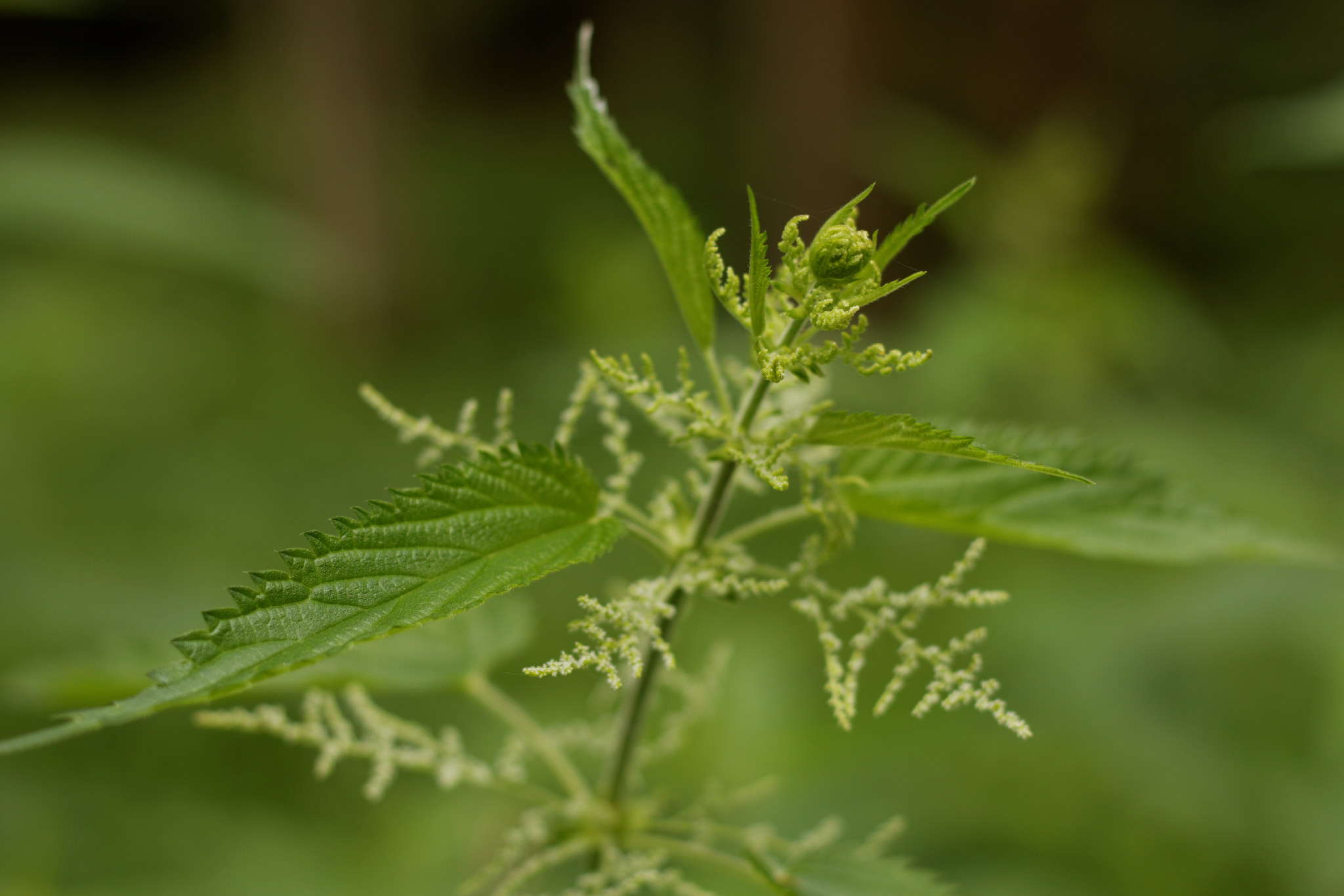 Album image copied from https://lh3.googleusercontent.com/-Mcei0X9f_jc/VYkXIPQamUI/AAAAAAACJHc/Zm7s5BKEVF8uPyYyFAtOzf-kc66ftcnbACLABGAYYCw/s0-U-I/IMG_4540_DxO_web.jpg