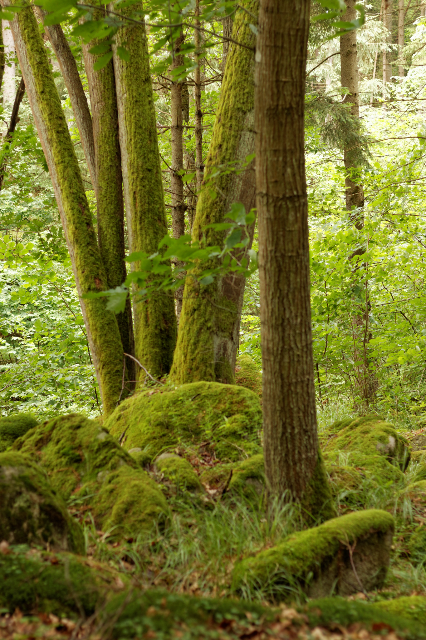 Album image copied from https://lh3.googleusercontent.com/-j36OQpPdFZc/VYk4XXeGoZI/AAAAAAACJHc/sUQ-tYh81OwD2bCZcrssMm9BJdb5mw1pwCLABGAYYCw/s0-U-I/IMG_4542_DxO_web.jpg